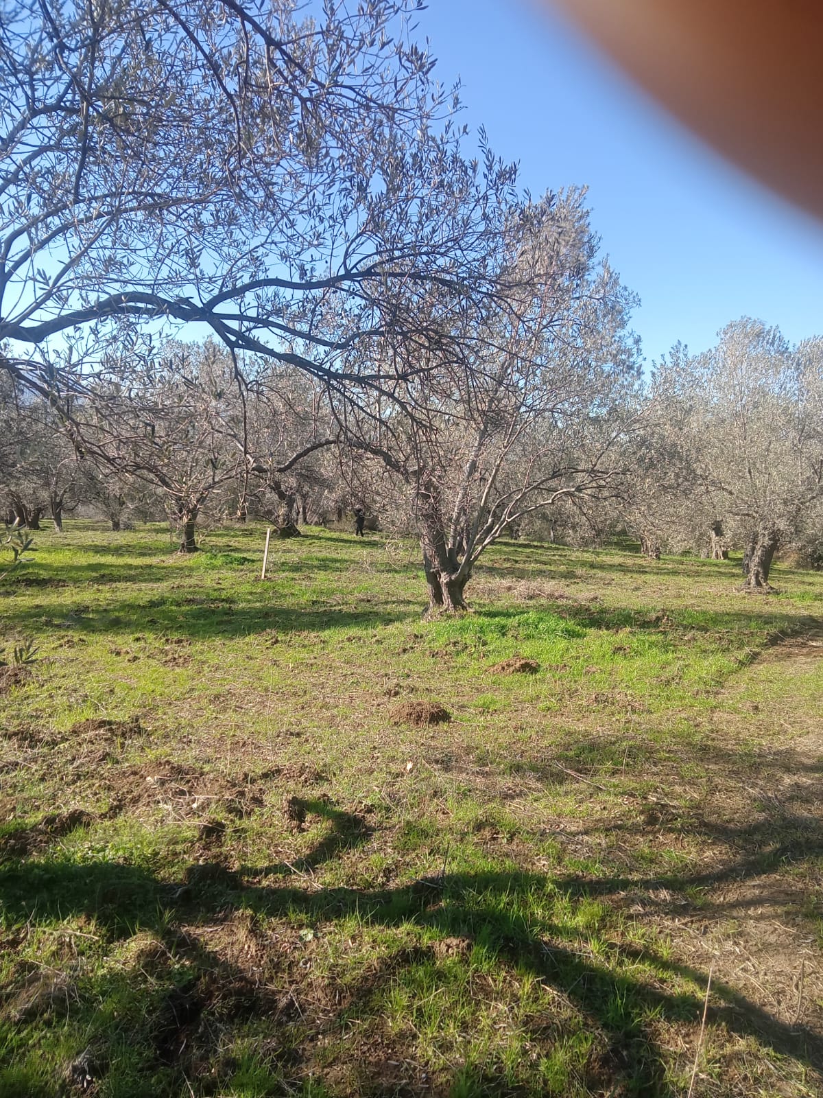 Sarnıç'ta 2,5 Dönüm Satılık Zeytinlik