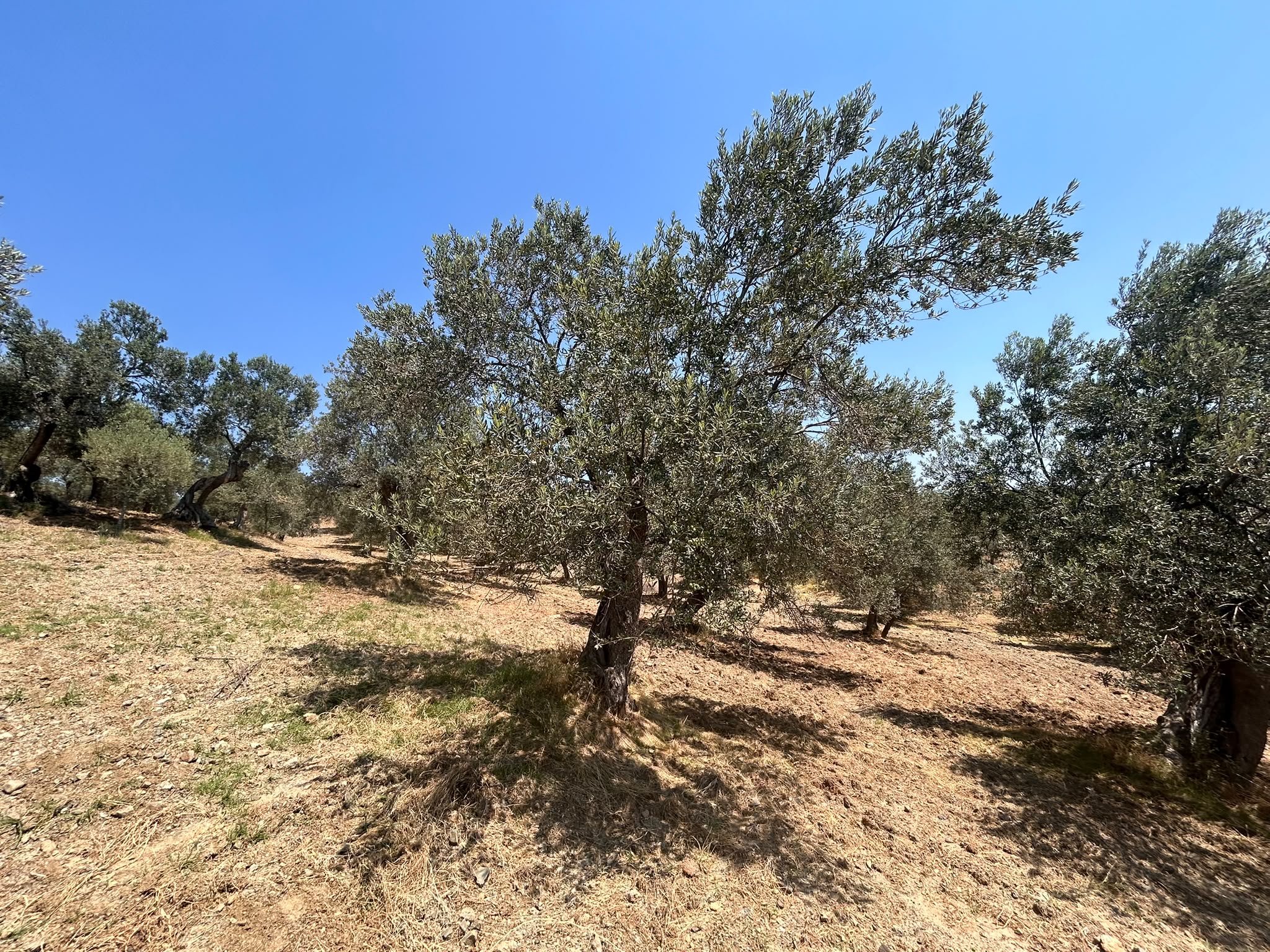 BALIKESİR HAVRAN HAMAMBAŞI MAHALLESİNDE SATILIK 8.096 m² ZEYTİNLİK