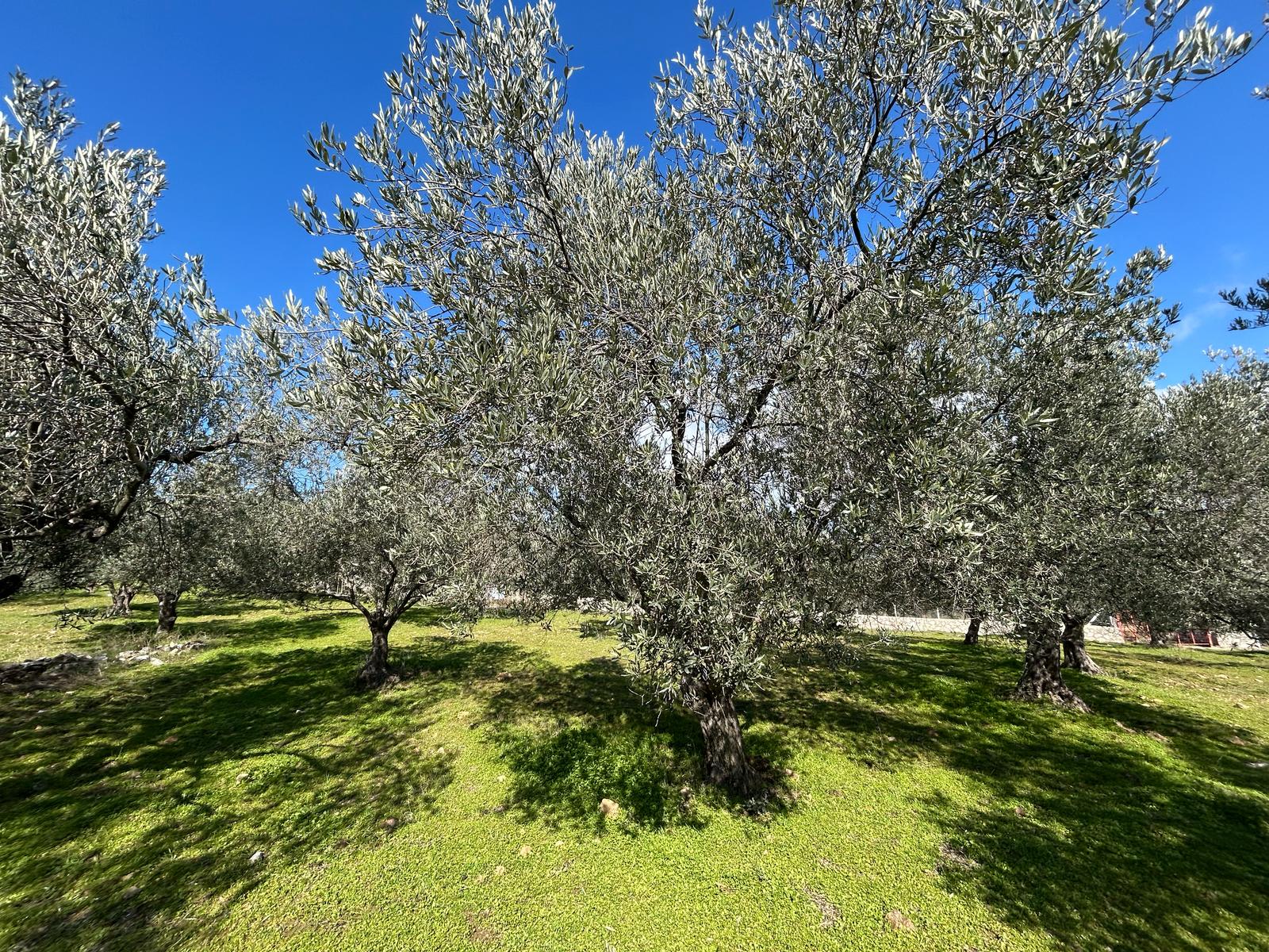 DERELİ'DE SATILIK 9939 M2 ANAYOL CEPHELİ ZEYTİNLİK