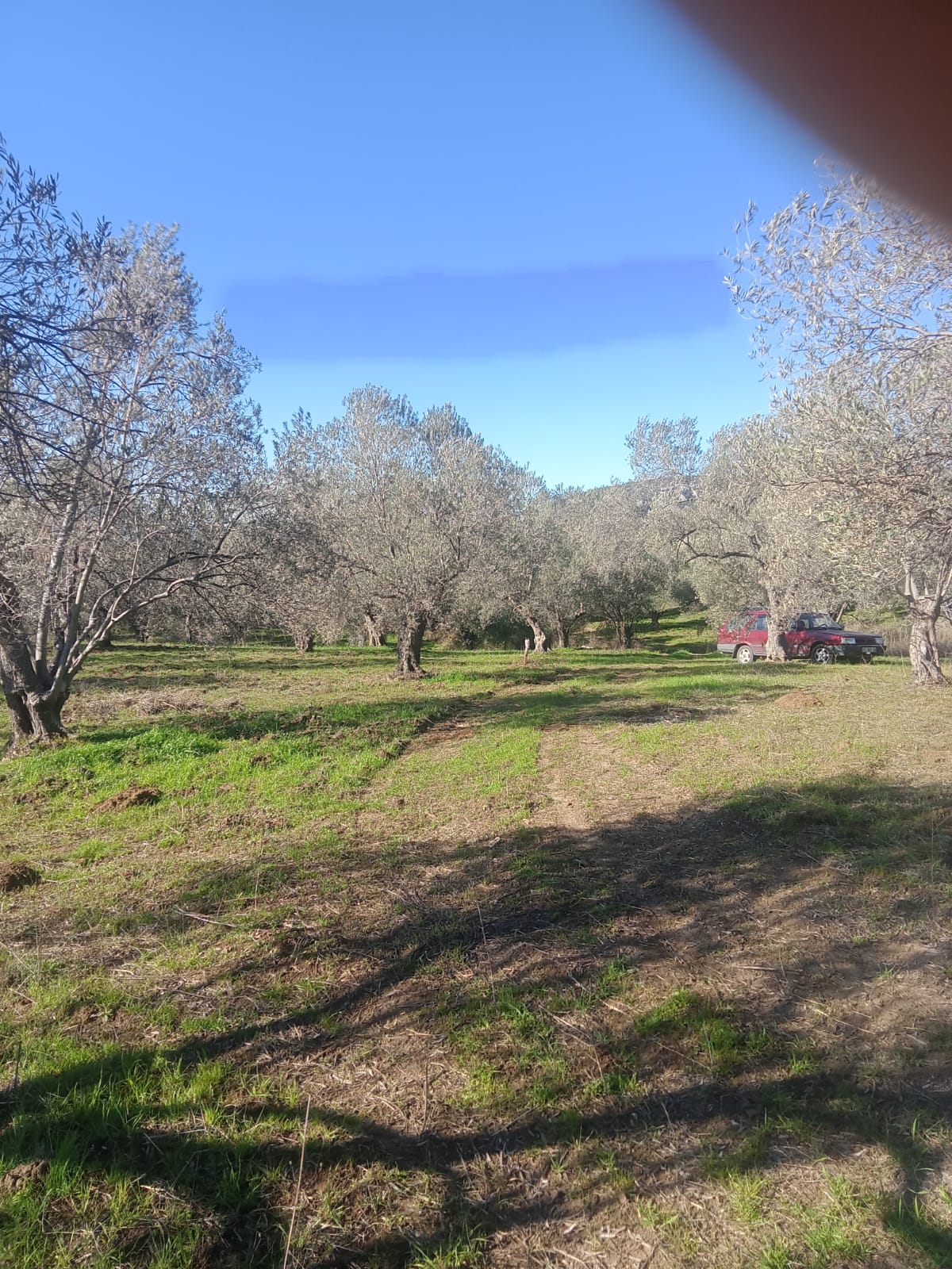 Sarnıç'ta 2,5 Dönüm Satılık Zeytinlik