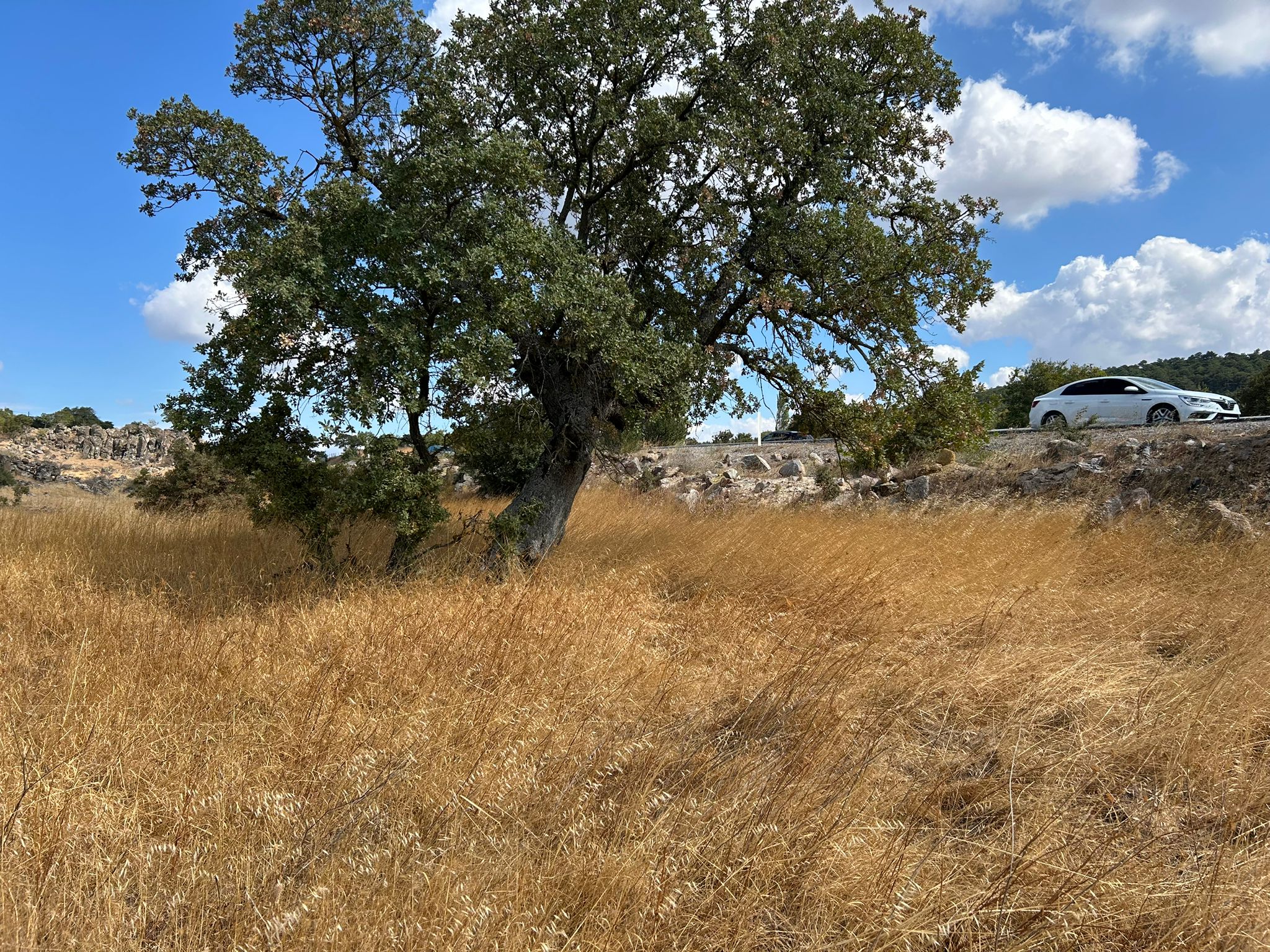 Edremit Balıkesir Ana Asfalt Yola 150 M Cephe Satılık 5 Dönüm Tarla