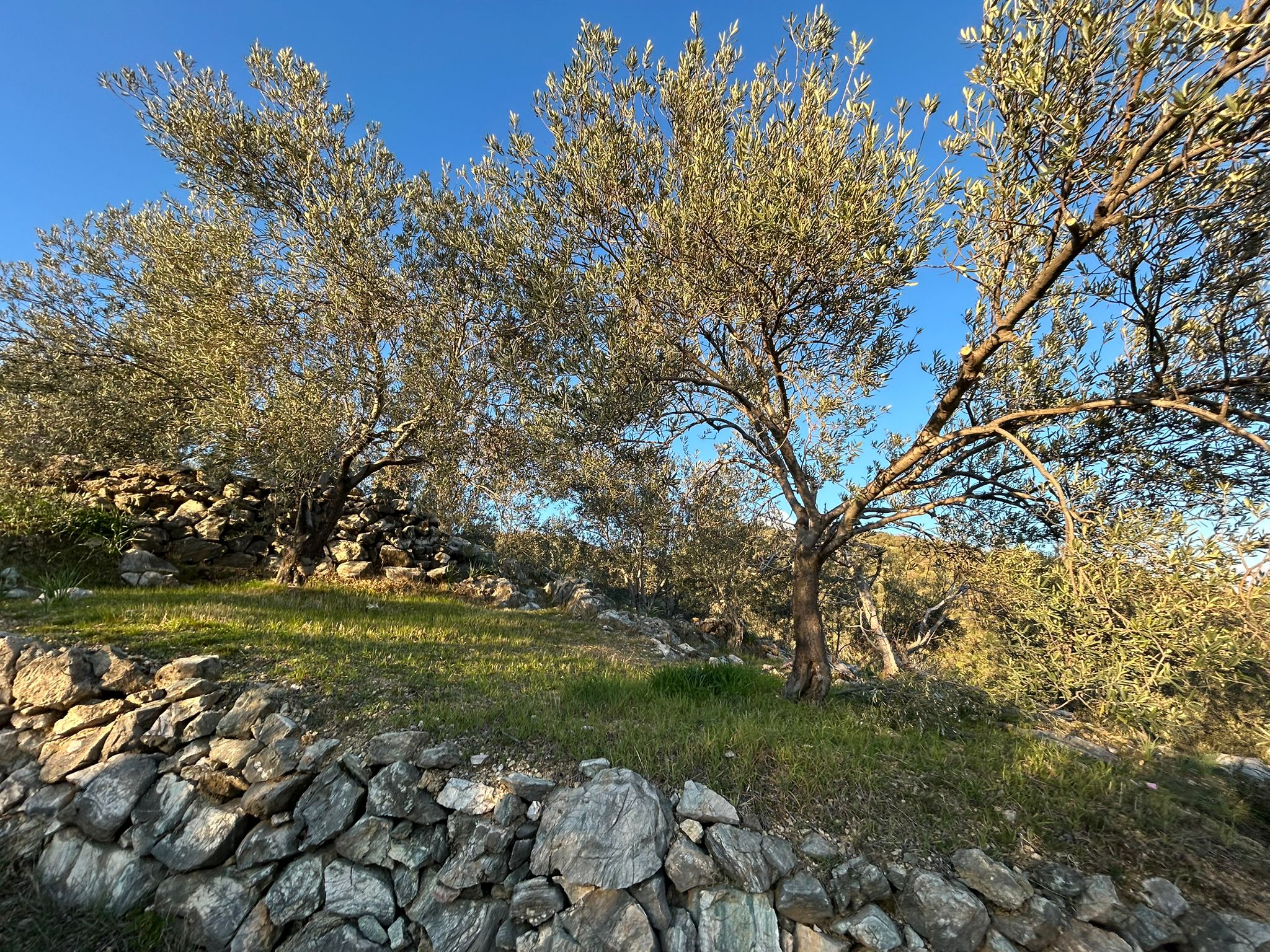 Arıtaşı 'nda Harika Konum Deniz Manzaralı 4,6 Dönüm Zeytinlik