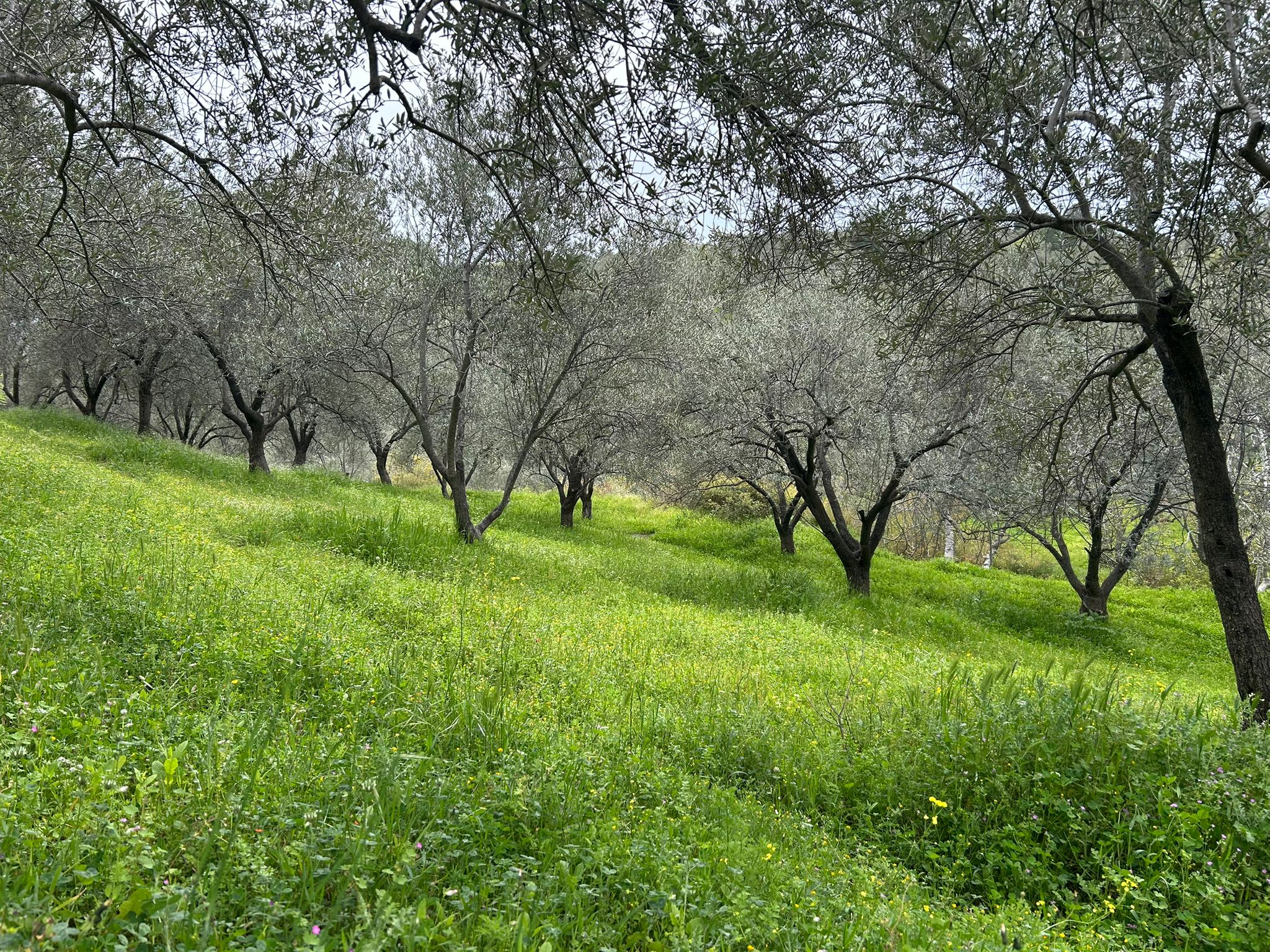 BALIKESİR EDREMİTİN EN GÖZDE KÖYÜNDE SATILIK 2 DÖNÜM ZEYTİNLİK
