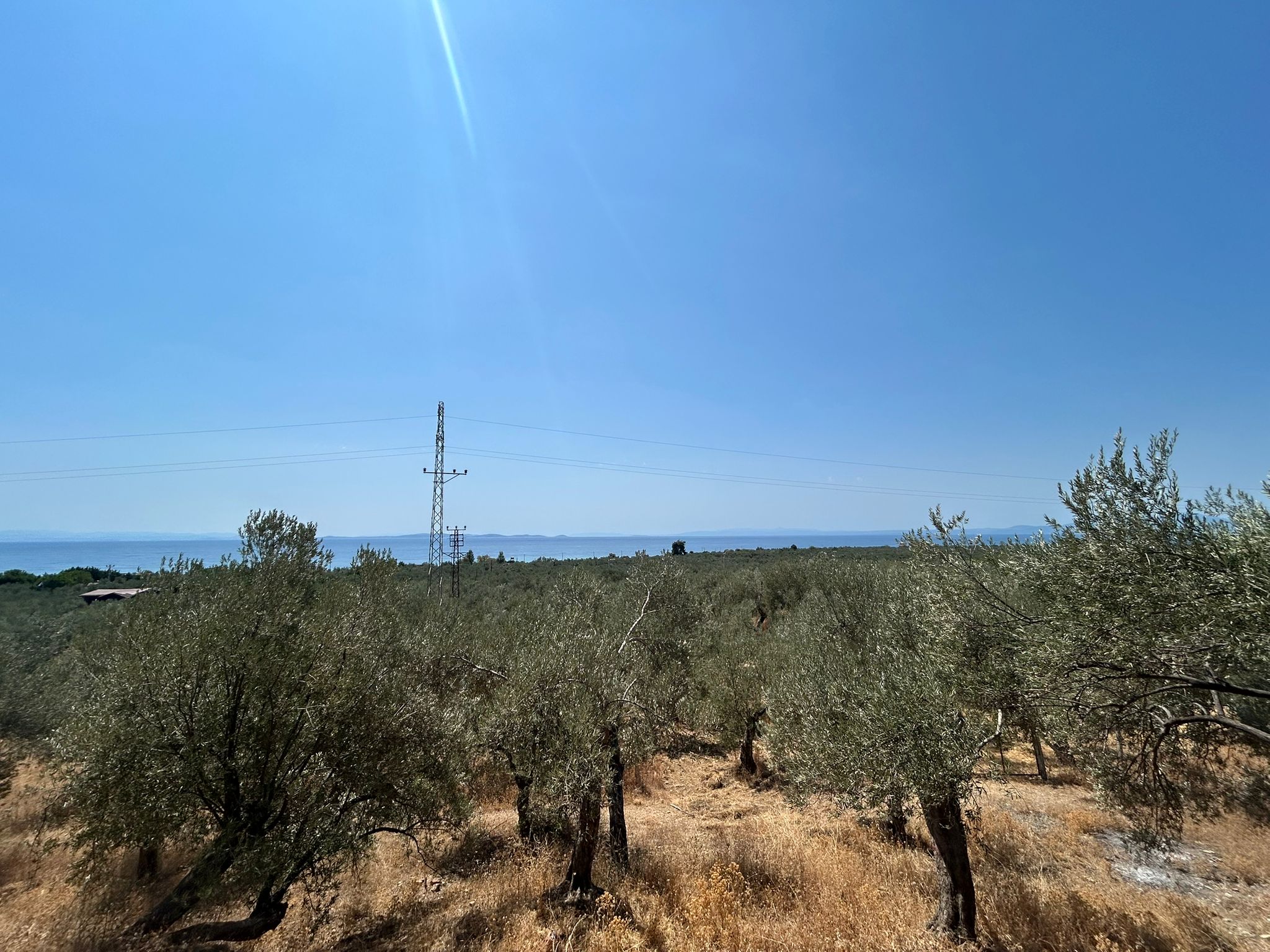 Asos 'ta 350 M2 Satılık Zeytinlik