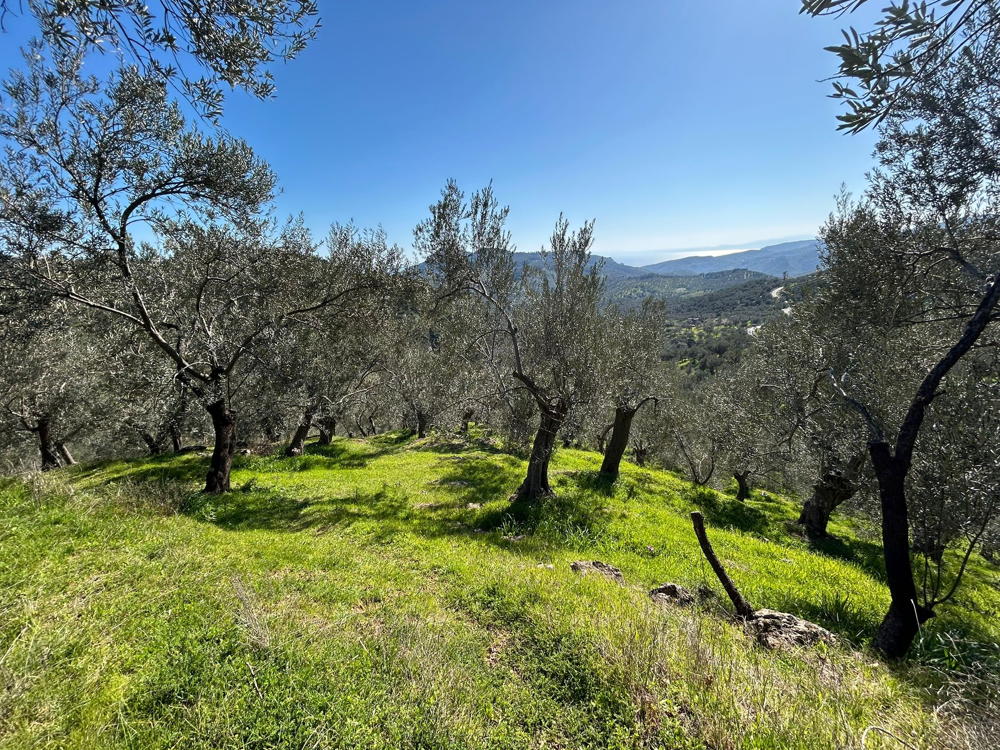 ÇANAKKALE AYVACIK ADATEPE'DE 16.580 m² DENİZ MANZARALI SATILIK ZEYTİNLİK