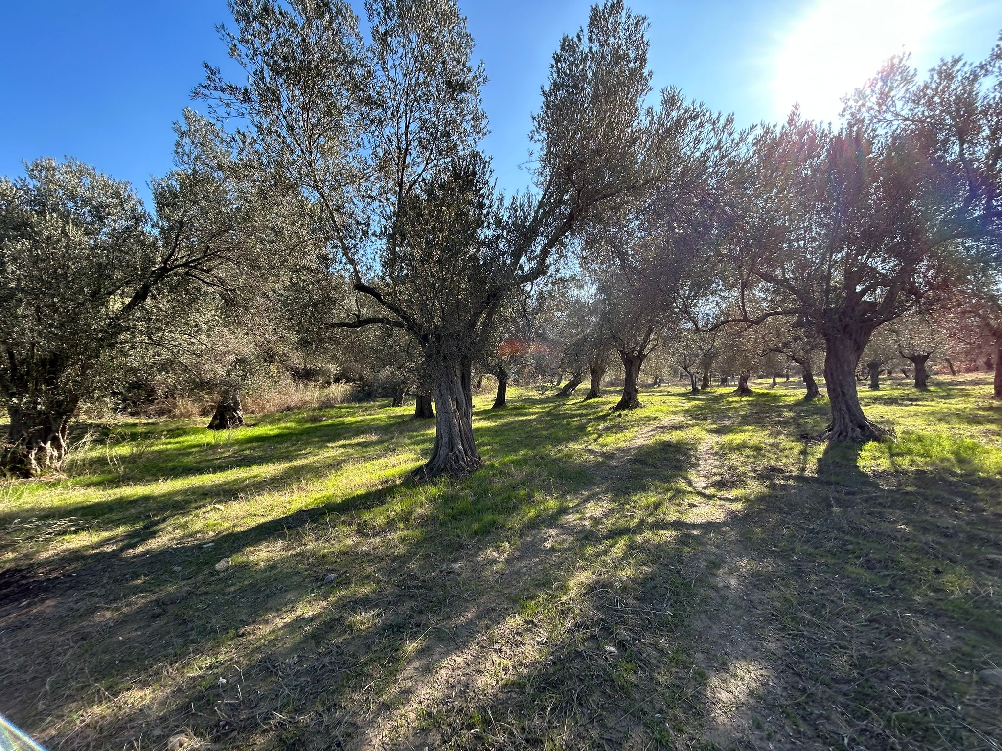 İNÖNÜ'DE SATILIK 1 DÖNÜM FIRSAT ZEYTİNLİK