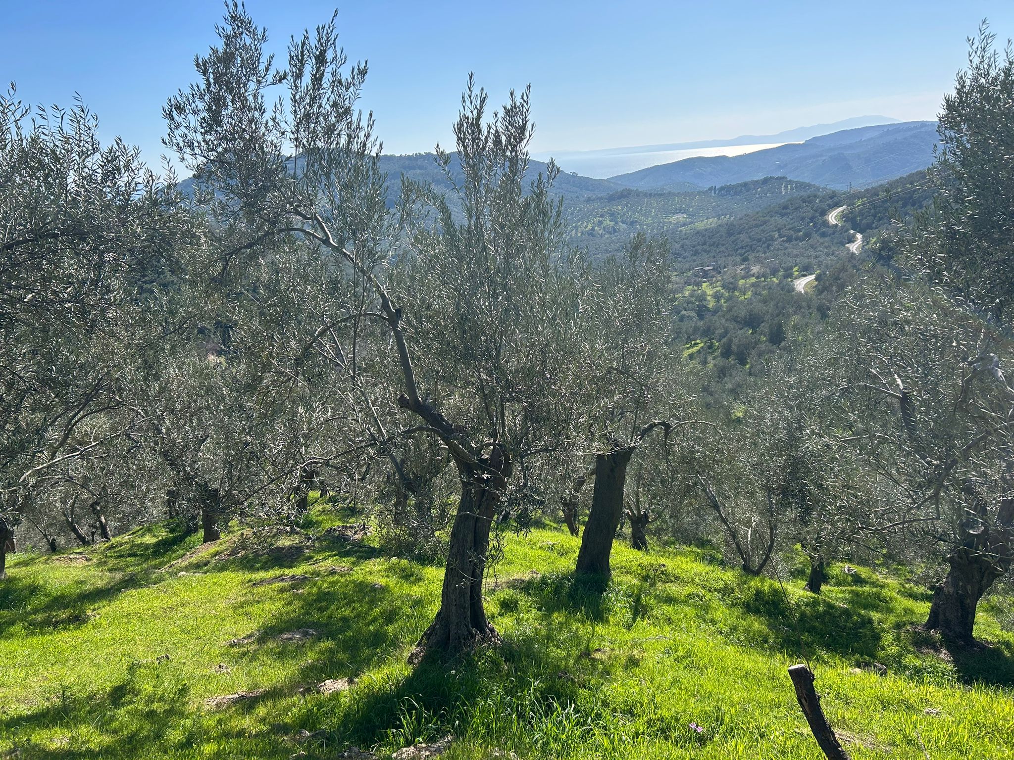 ÇANAKKALE AYVACIK ADATEPE'DE 16.580 m² DENİZ MANZARALI SATILIK ZEYTİNLİK