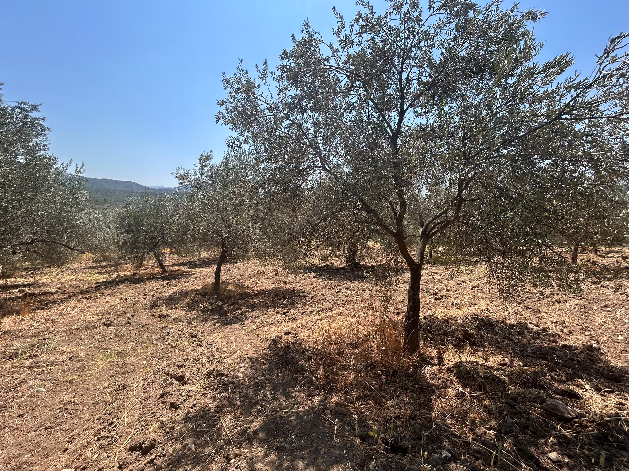 BALIKESİR HAVRAN SARNIÇ MAHALLESİNDE SATILIK 2.938 m² ZEYTİNLİK
