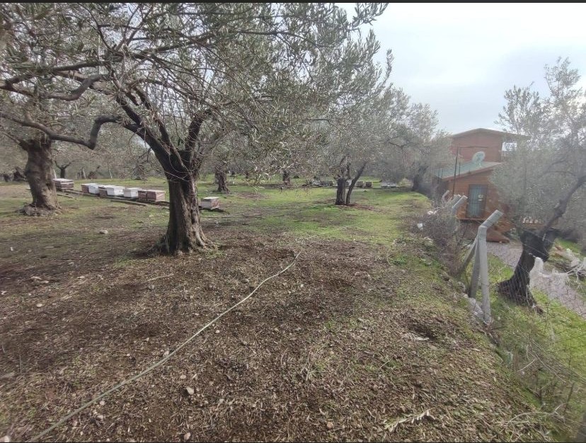 Balıkesir Edremit Kızılkeçili’de Satılık Zeytinlik
