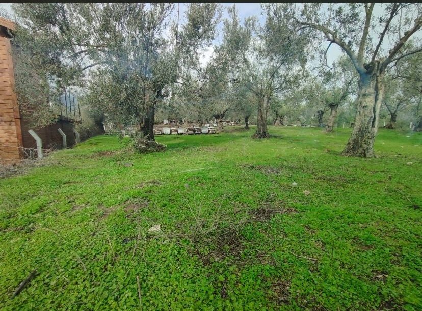 Balıkesir Edremit Kızılkeçili’de Satılık Zeytinlik