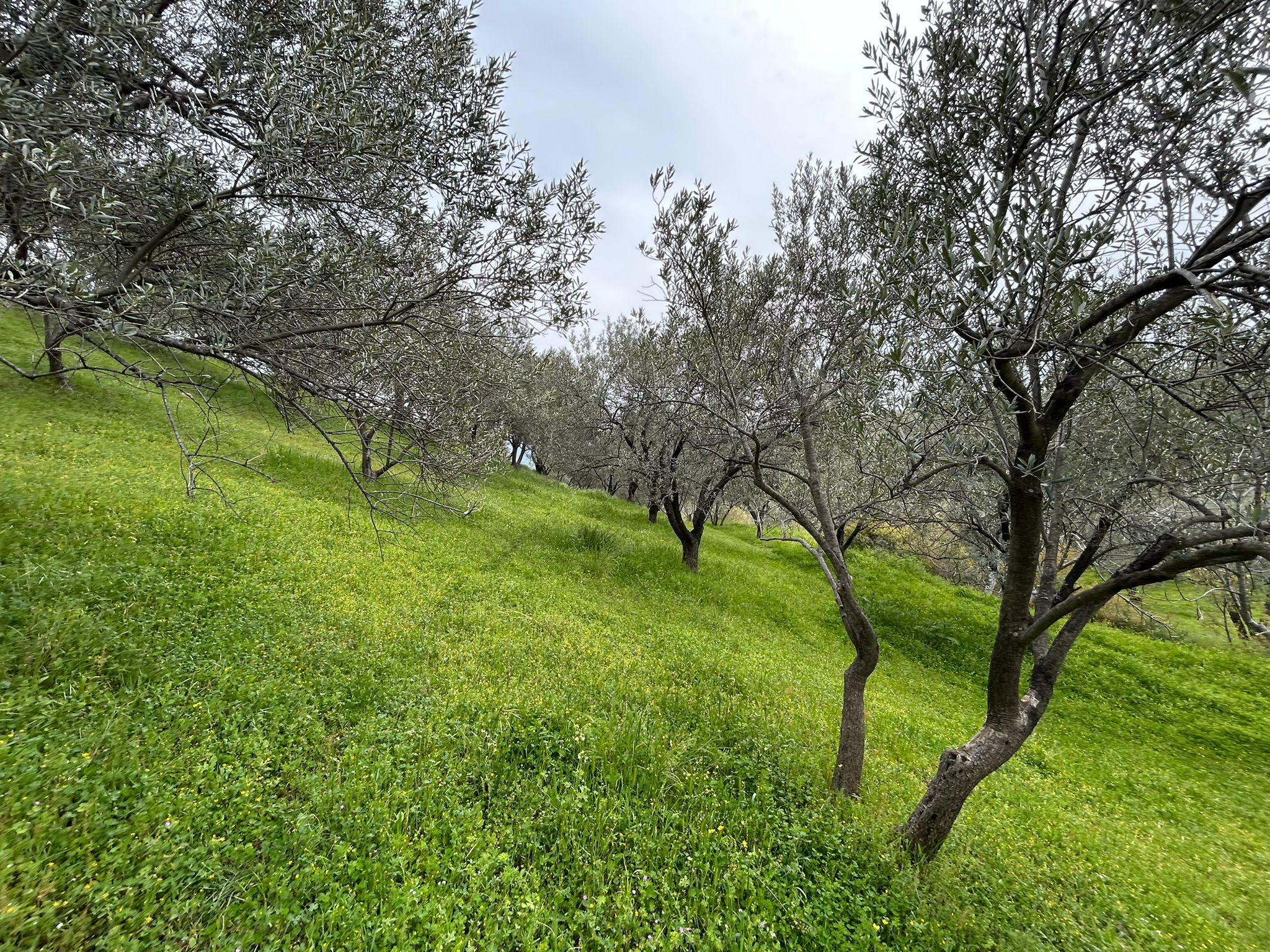 BALIKESİR EDREMİTİN EN GÖZDE KÖYÜNDE SATILIK 2 DÖNÜM ZEYTİNLİK