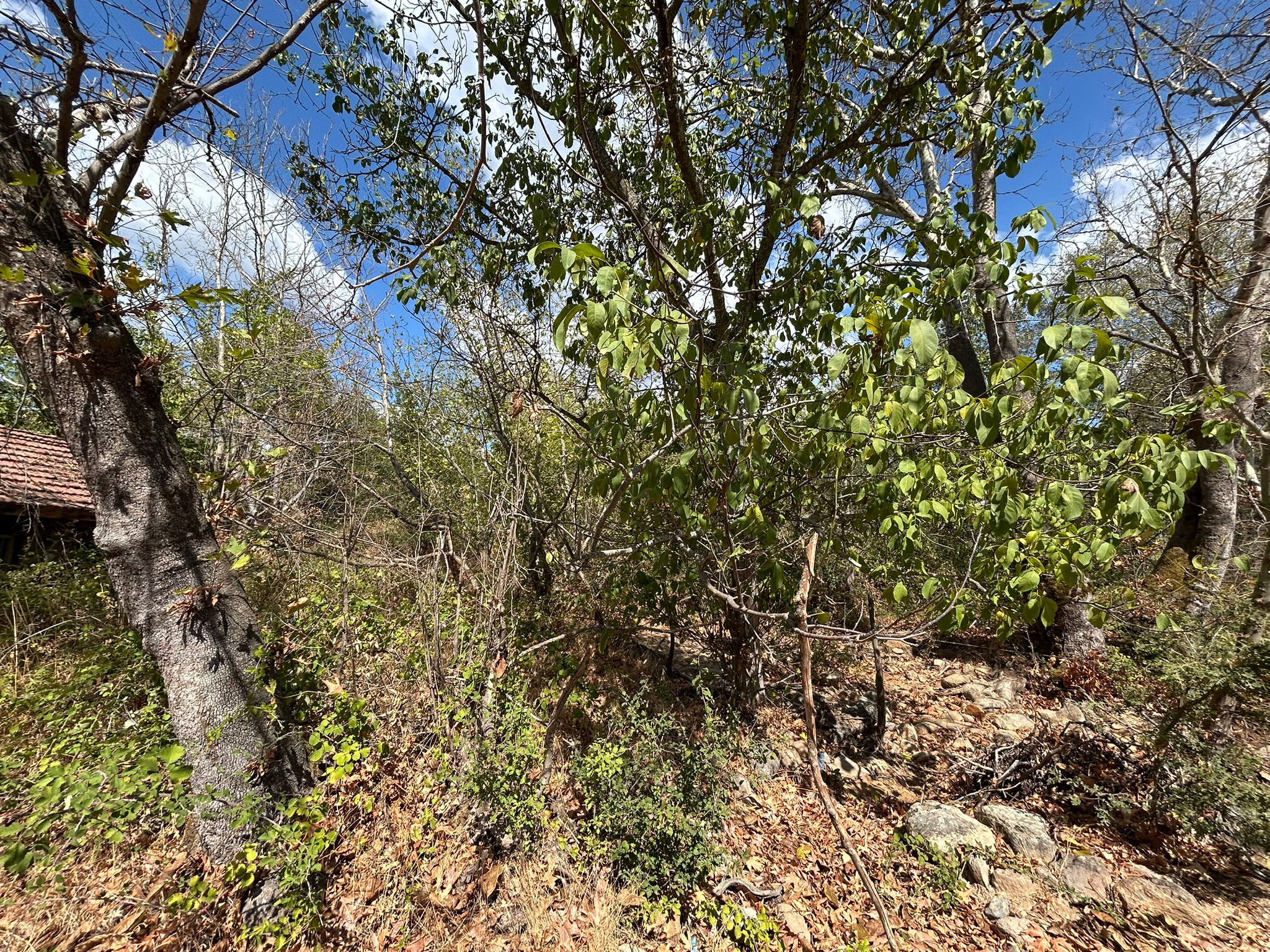 KÜÇÜKŞAPÇIDA SATILIK 3.3 DÖNÜM TARLA