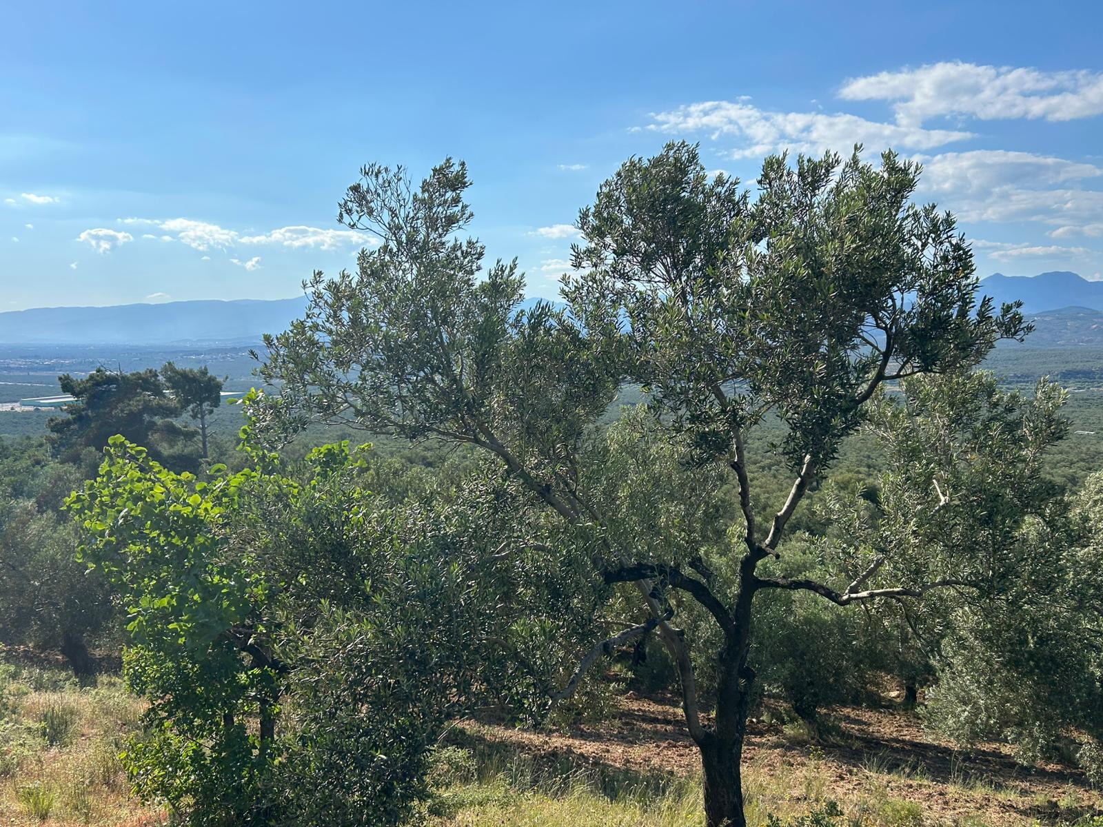 Köylüce 'de Satılık 12.728 M2 Zeytinlik