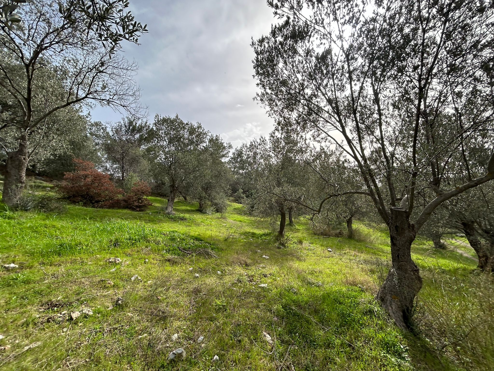 KARAAĞAÇ’TA SATILIK 9.724 M² ZEYTİNLİK, DERMAN KAPLICALARINA 300 Metre