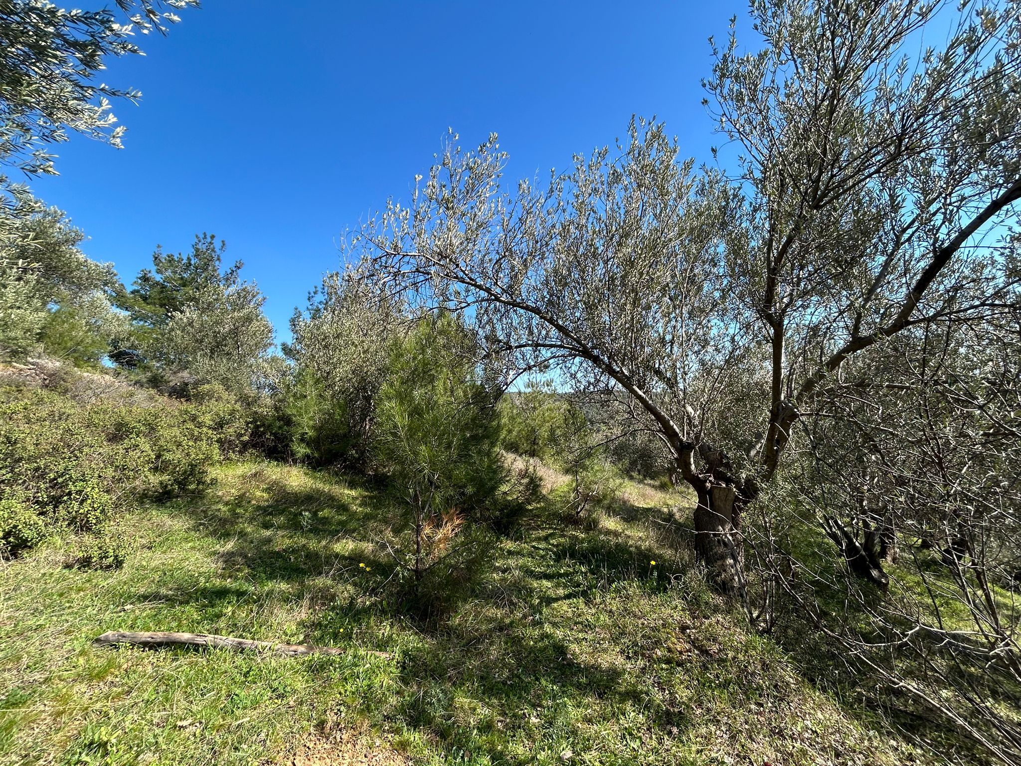 ÇANAKKALE AYVACIK ADATEPE'DE 16.580 m² DENİZ MANZARALI SATILIK ZEYTİNLİK