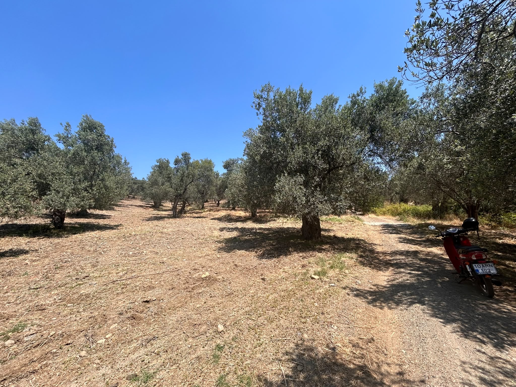 BALIKESİR HAVRAN HAMAMBAŞI MAHALLESİNDE SATILIK 8.096 m² ZEYTİNLİK