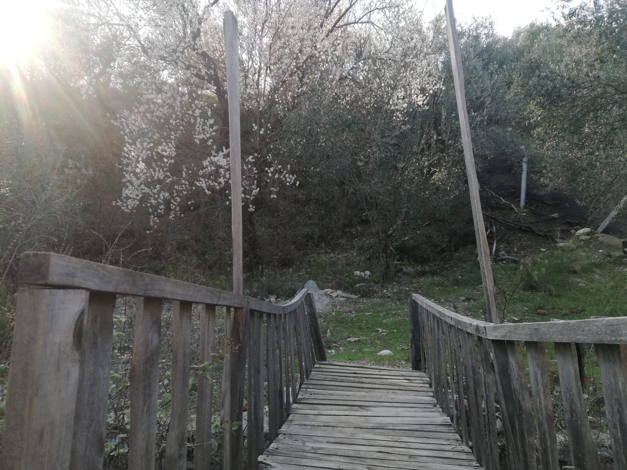 Kızılkeçili 'de Satılık 3 Dönüm Harika Zeytinlik