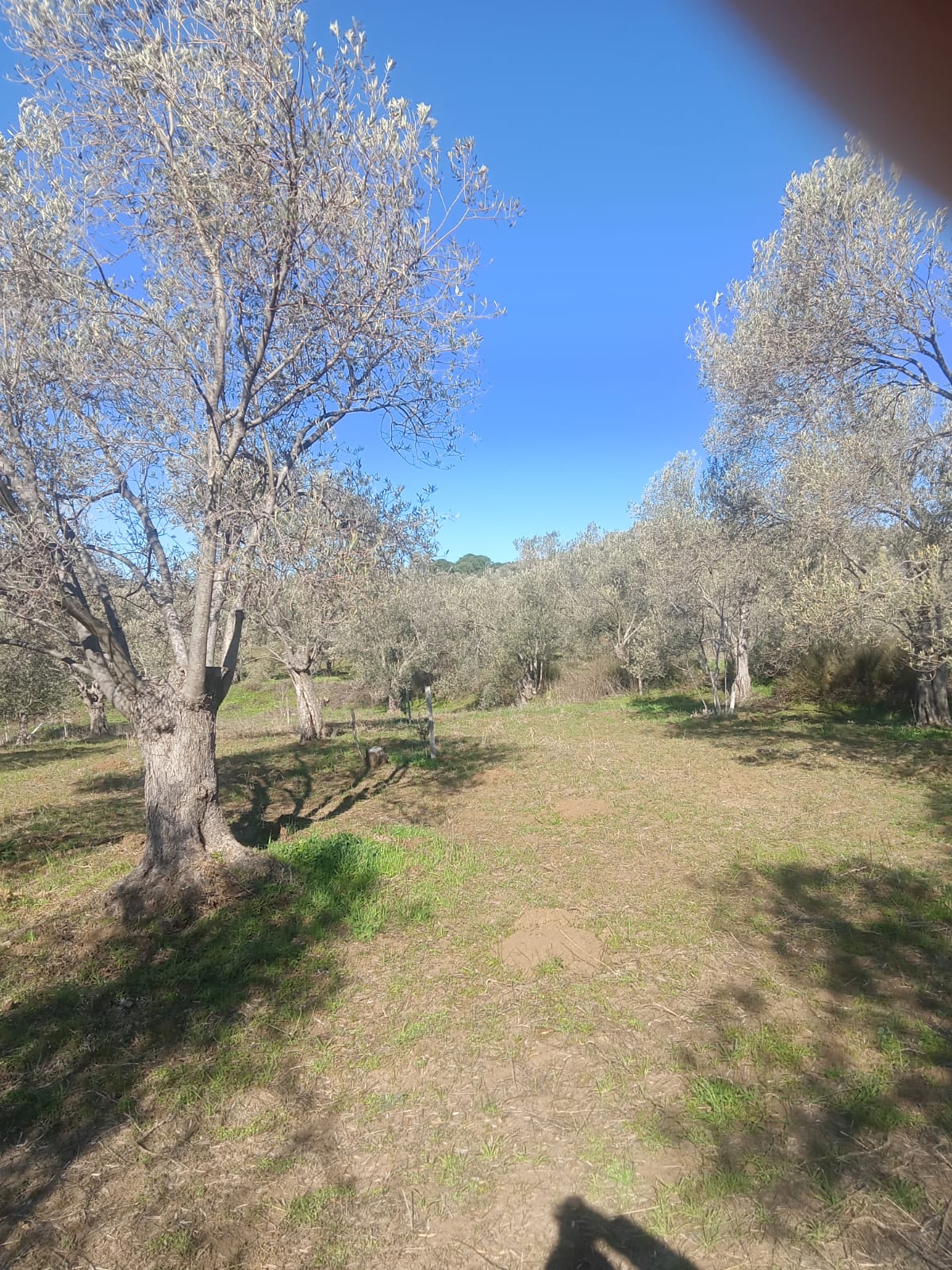 Sarnıç'ta 2,5 Dönüm Satılık Zeytinlik