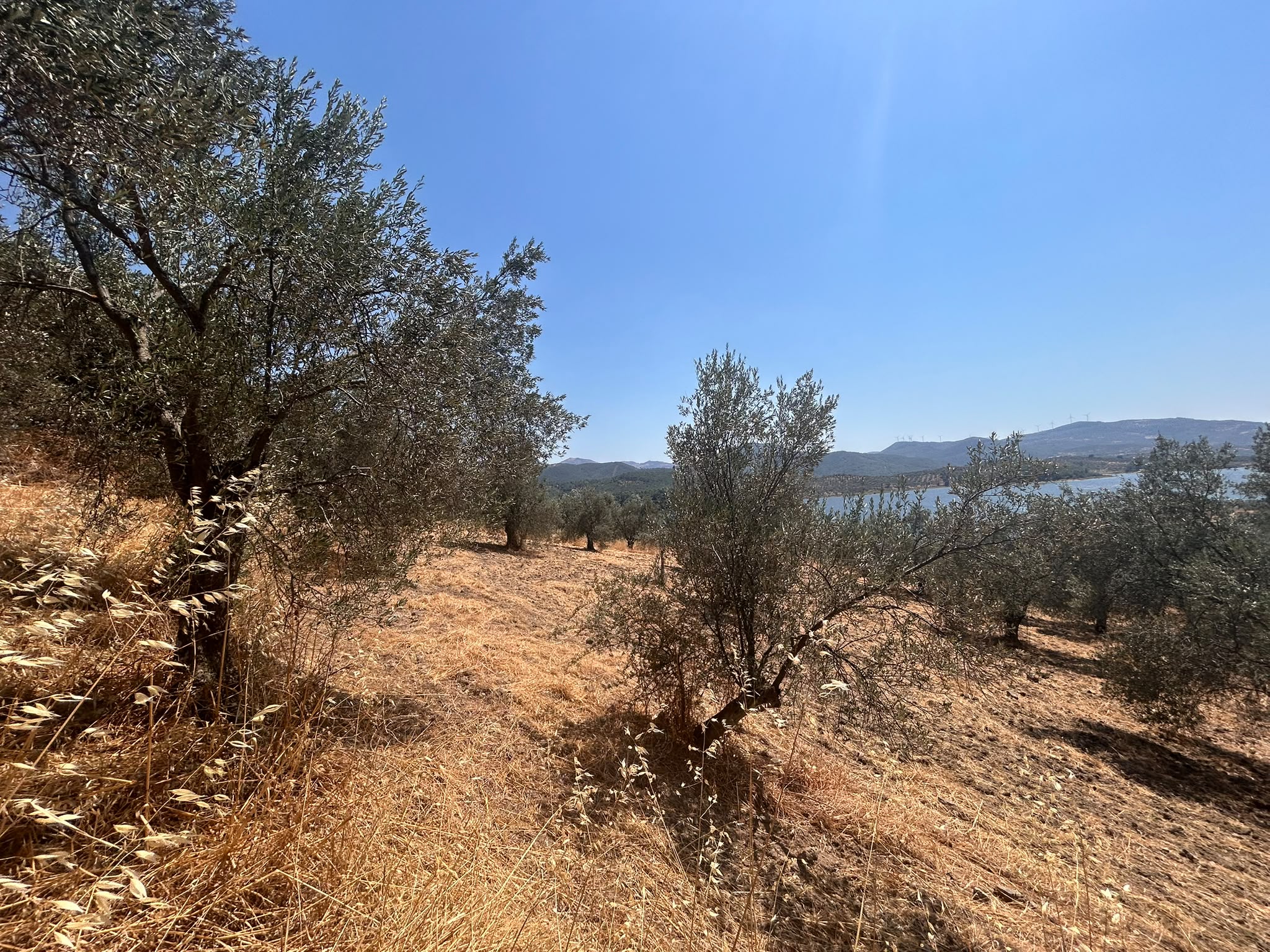 HAVRAN SARNIÇ’TA FULL GÖL MANZARALI SATILIK 3183 M2 ZEYTİNLİK