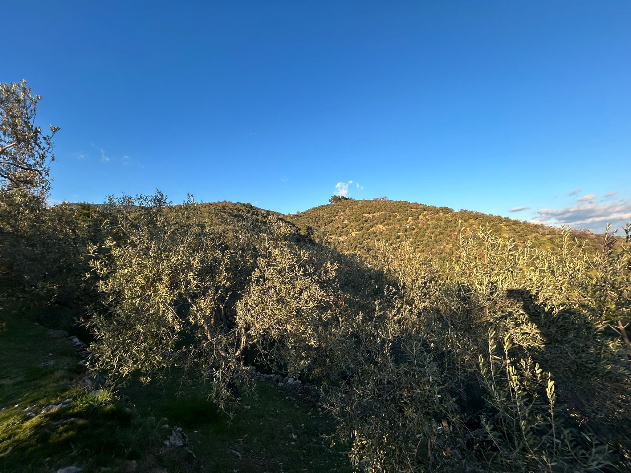 Arıtaşı 'nda Harika Konum Deniz Manzaralı 4,6 Dönüm Zeytinlik