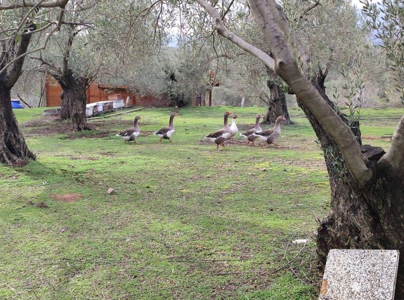 Balıkesir Edremit Kızılkeçili’de Satılık Zeytinlik