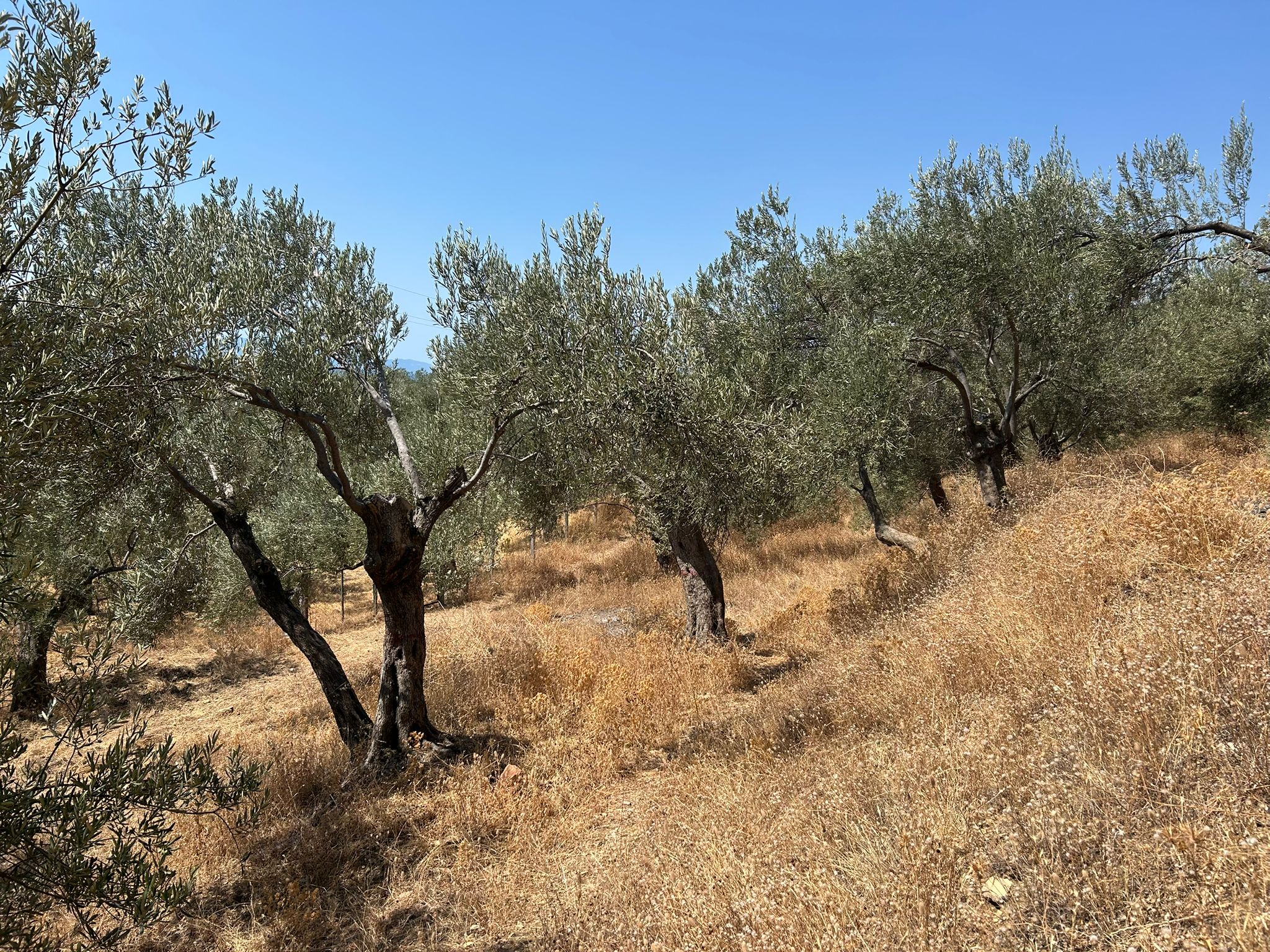 Asos 'ta 350 M2 Satılık Zeytinlik