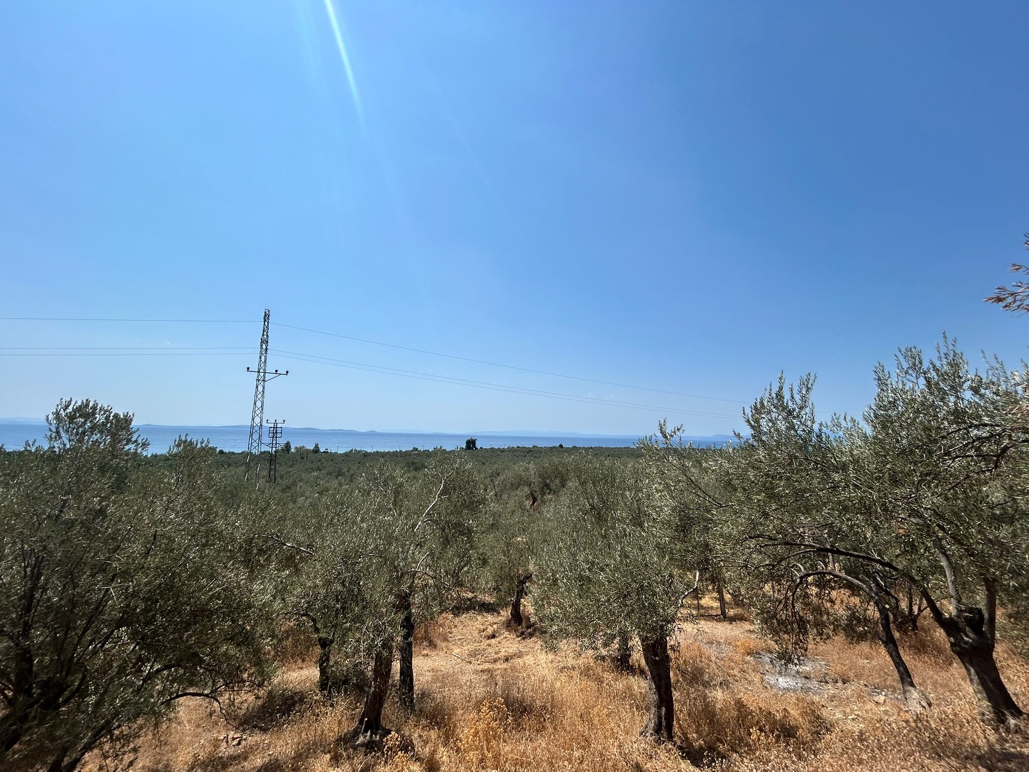 Asos 'ta 350 M2 Satılık Zeytinlik