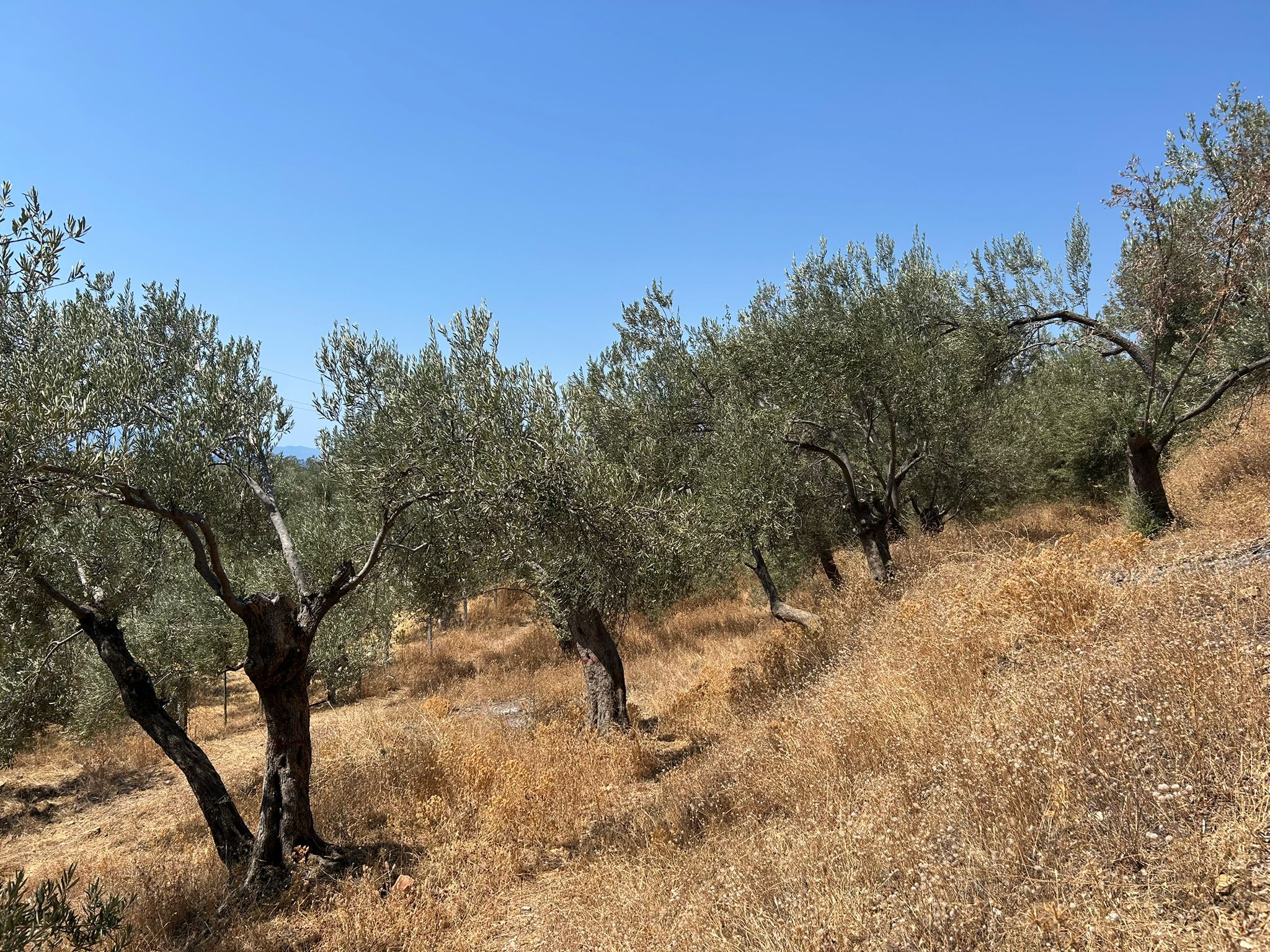 Asos 'ta 350 M2 Satılık Zeytinlik