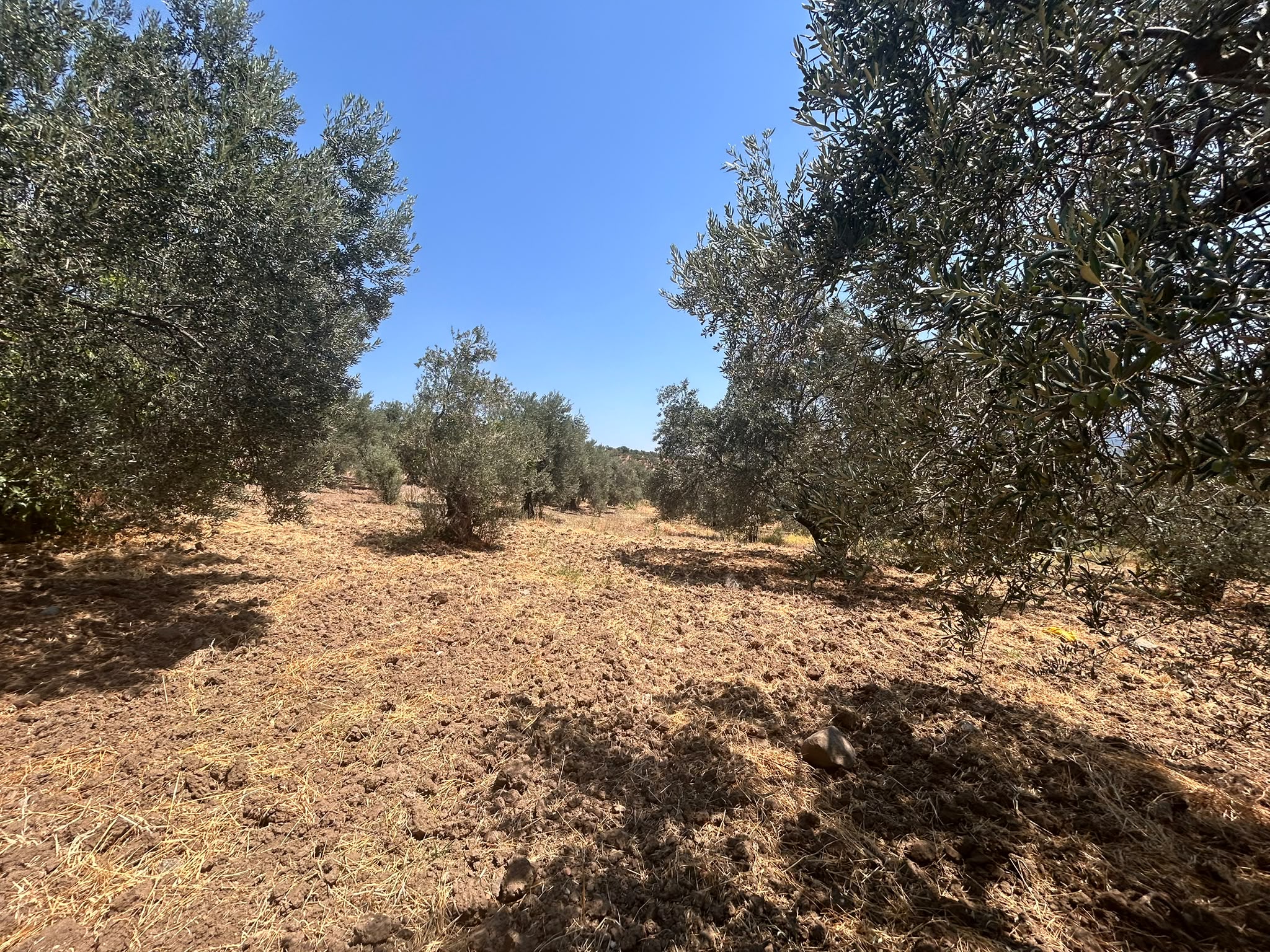 BALIKESİR HAVRAN SARNIÇ MAHALLESİNDE SATILIK ZEYTİNLİK