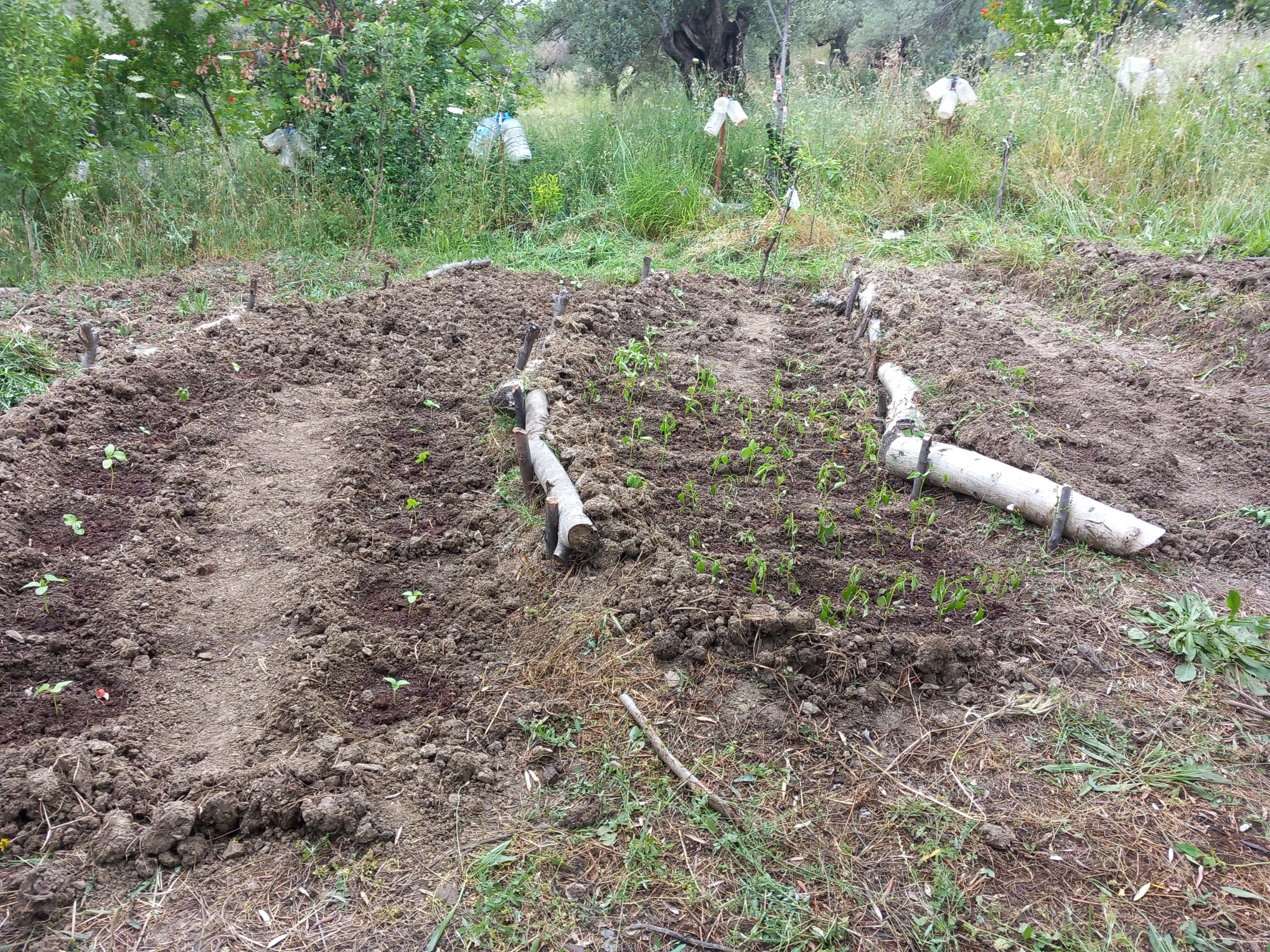 ALTINOLUK’TA HOBİ HABÇESİ ZEYTİNLİK