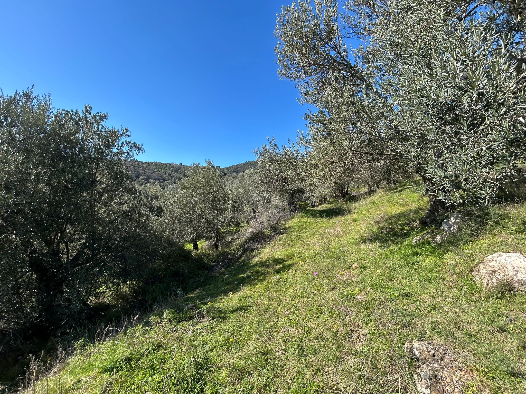 ÇANAKKALE AYVACIK ADATEPE'DE 16.580 m² DENİZ MANZARALI SATILIK ZEYTİNLİK