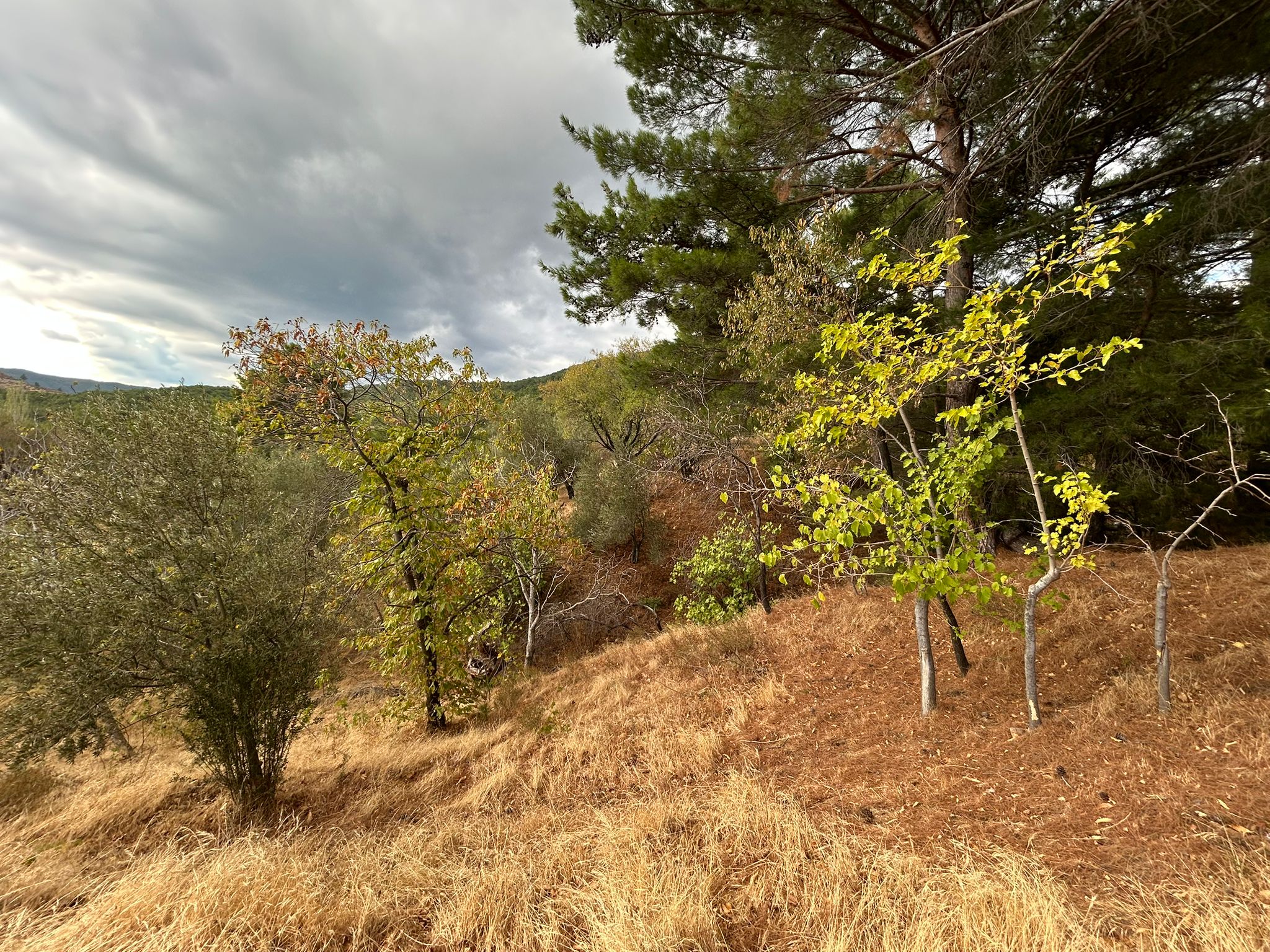 1 Dönüm Satılık Bahçe