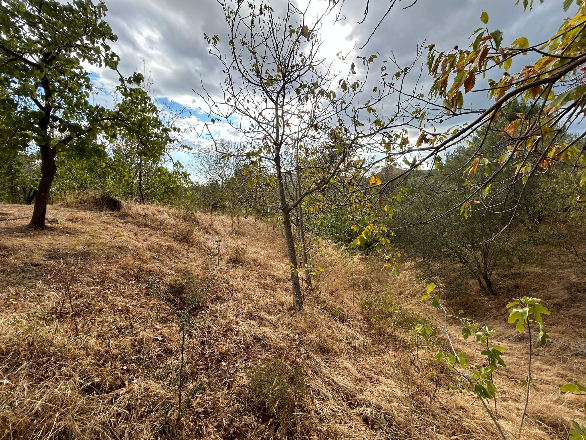 1 Dönüm Satılık Bahçe