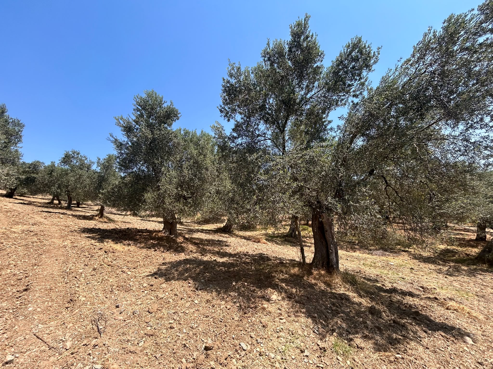 BALIKESİR HAVRAN HAMAMBAŞI MAHALLESİNDE SATILIK 8.096 m² ZEYTİNLİK