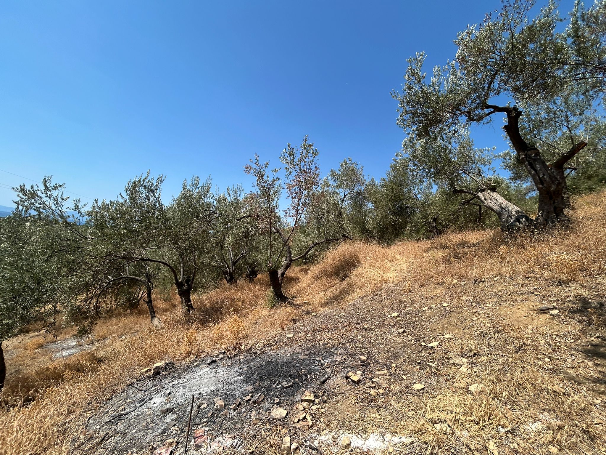 Asos 'ta 350 M2 Satılık Zeytinlik