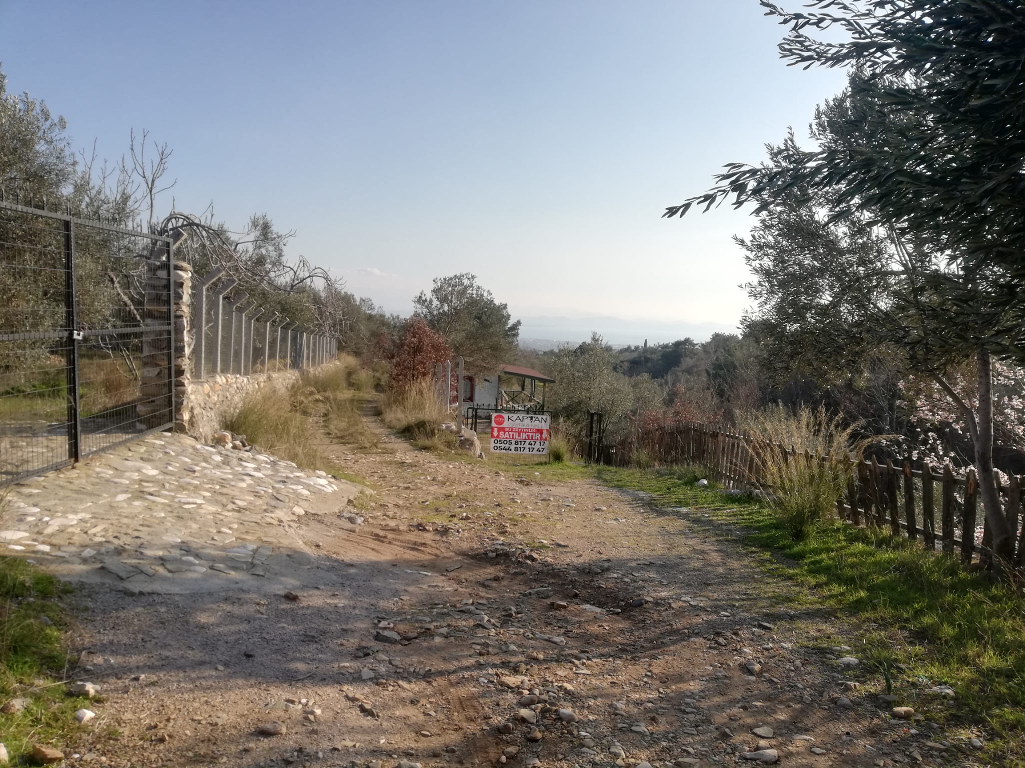 Kızılkeçili 'de Satılık 3 Dönüm Harika Zeytinlik