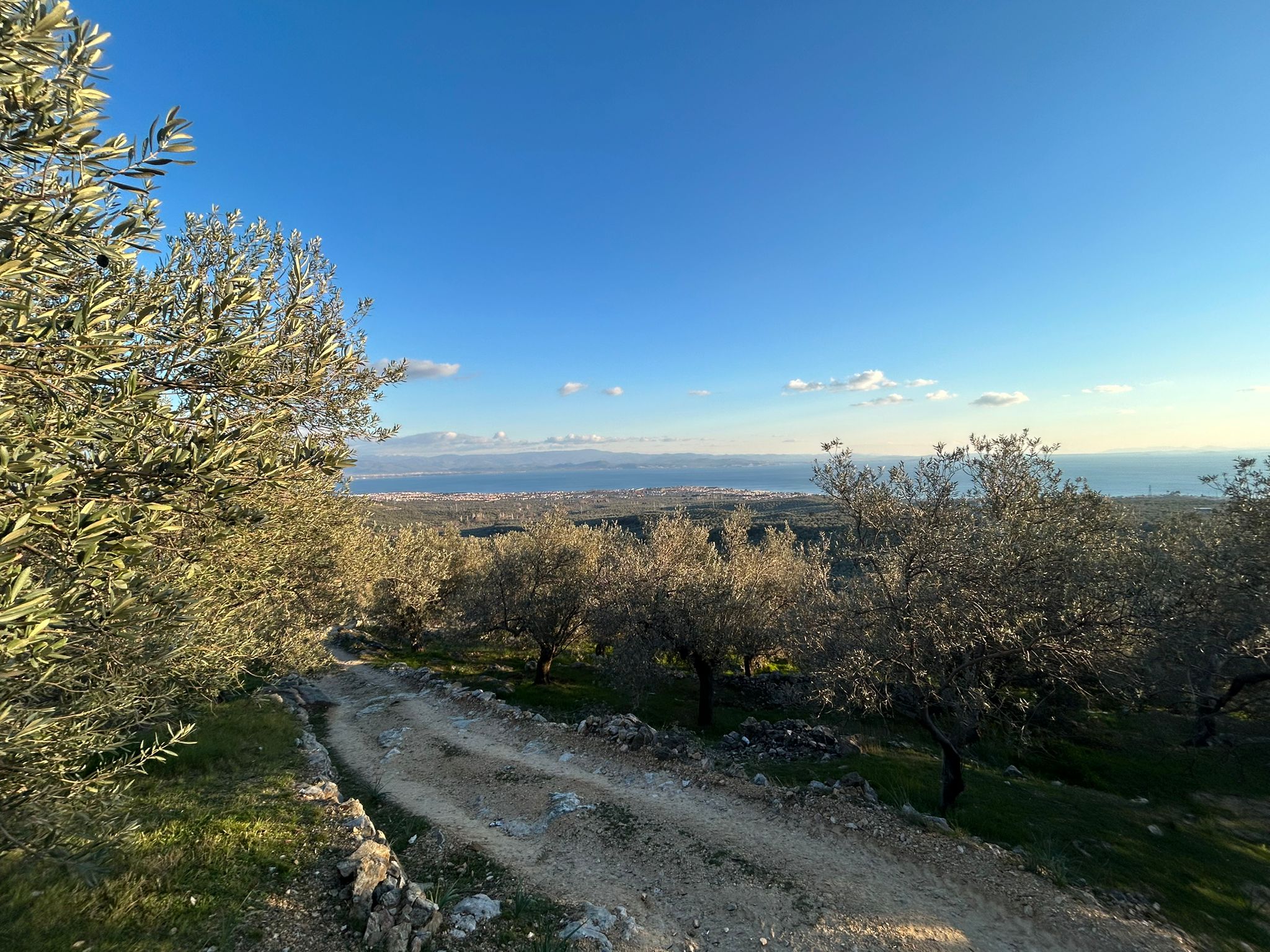 Arıtaşı 'nda Harika Konum Deniz Manzaralı 4,6 Dönüm Zeytinlik