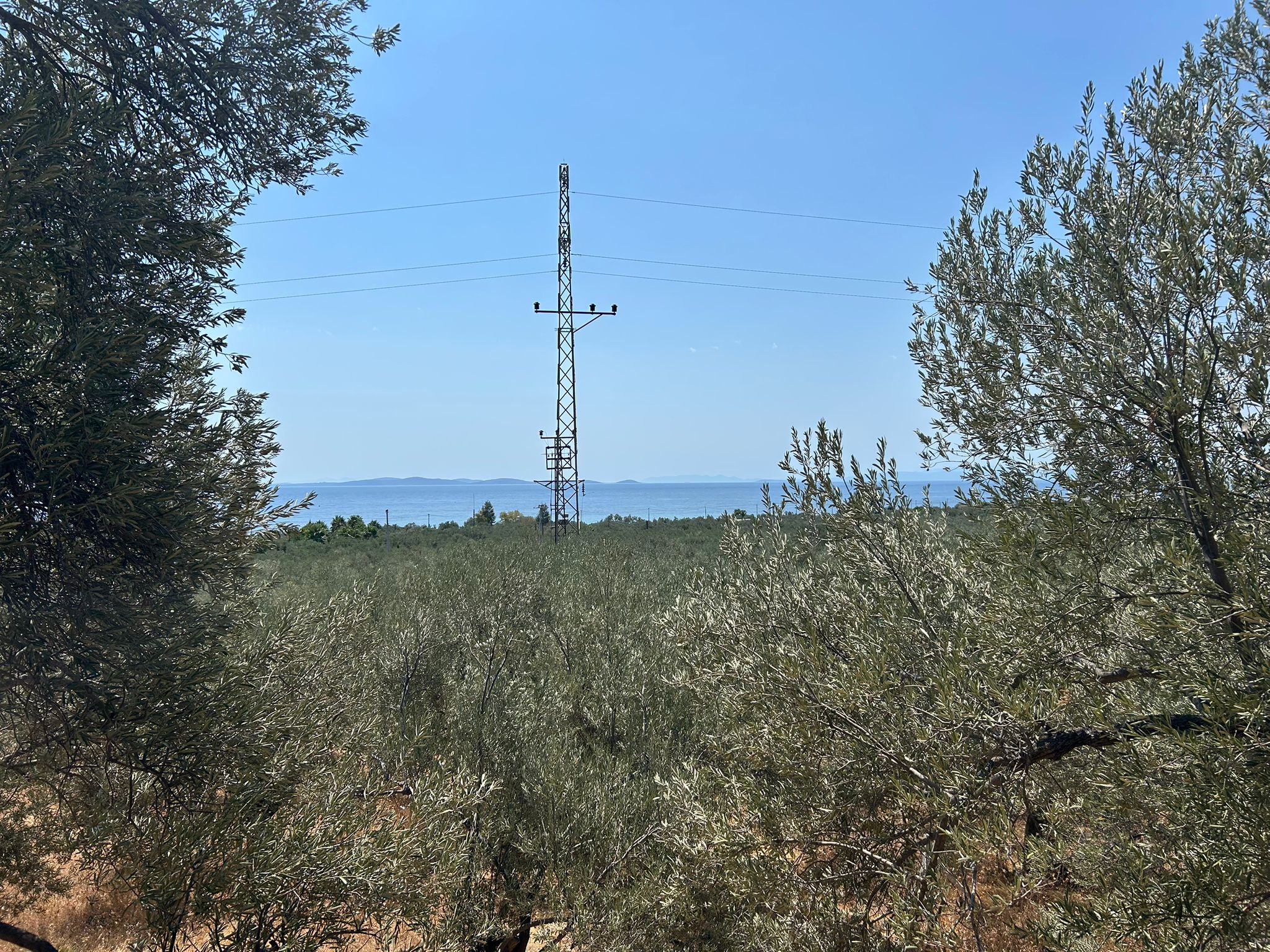 Asos 'ta 350 M2 Satılık Zeytinlik