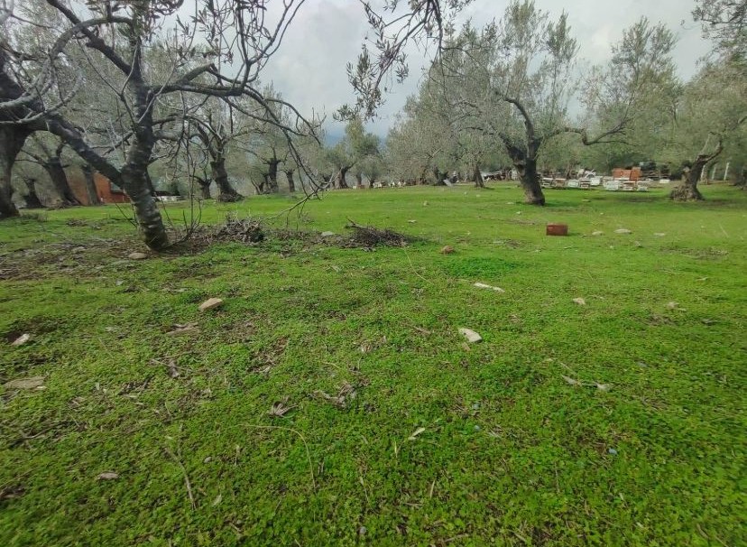 Balıkesir Edremit Kızılkeçili’de Satılık Zeytinlik