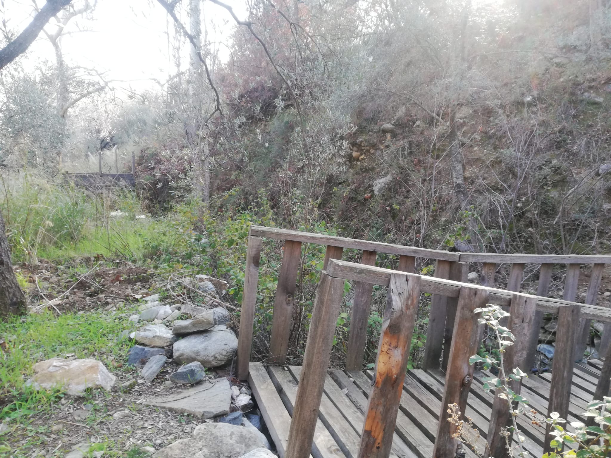 Kızılkeçili 'de Satılık 3 Dönüm Harika Zeytinlik