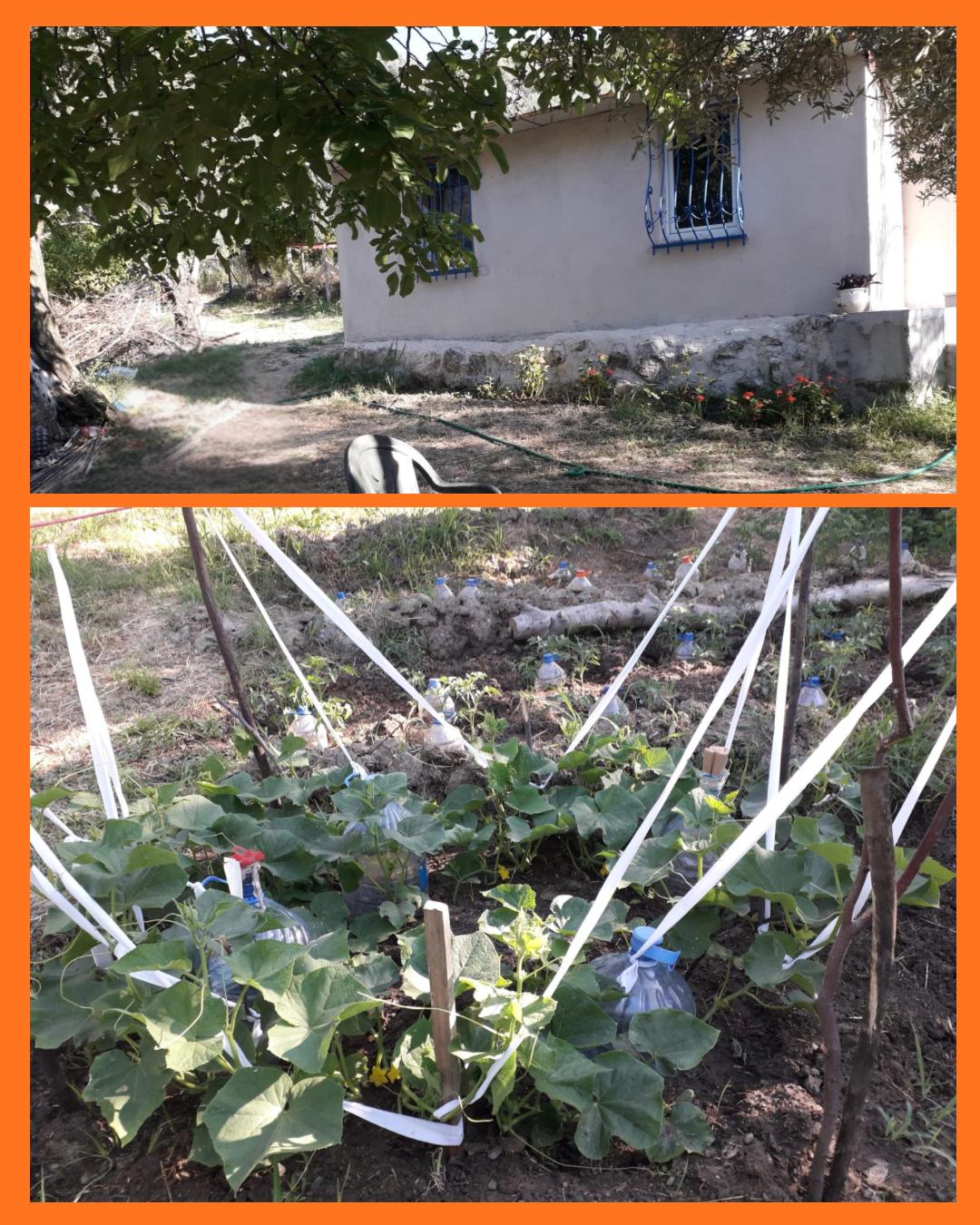 ALTINOLUK’TA HOBİ HABÇESİ ZEYTİNLİK