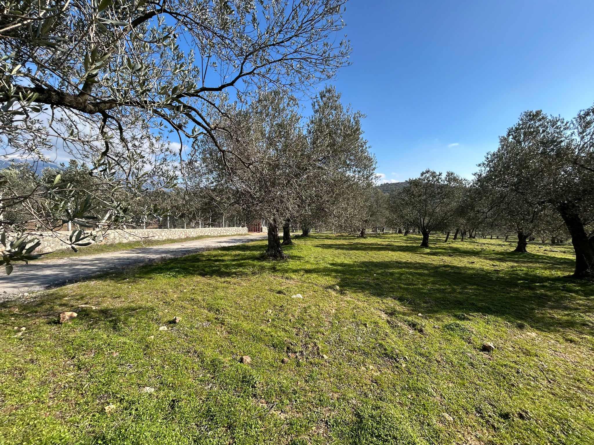 DERELİ'DE SATILIK 9939 M2 ANAYOL CEPHELİ ZEYTİNLİK