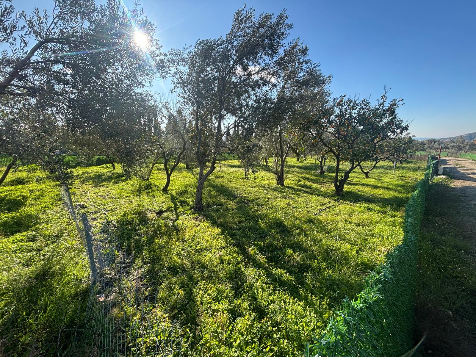 BALIKESİR EDREMİT KIZILKEÇİLİ’DE SATILIK 440 m² HOBİ BAHÇESİ