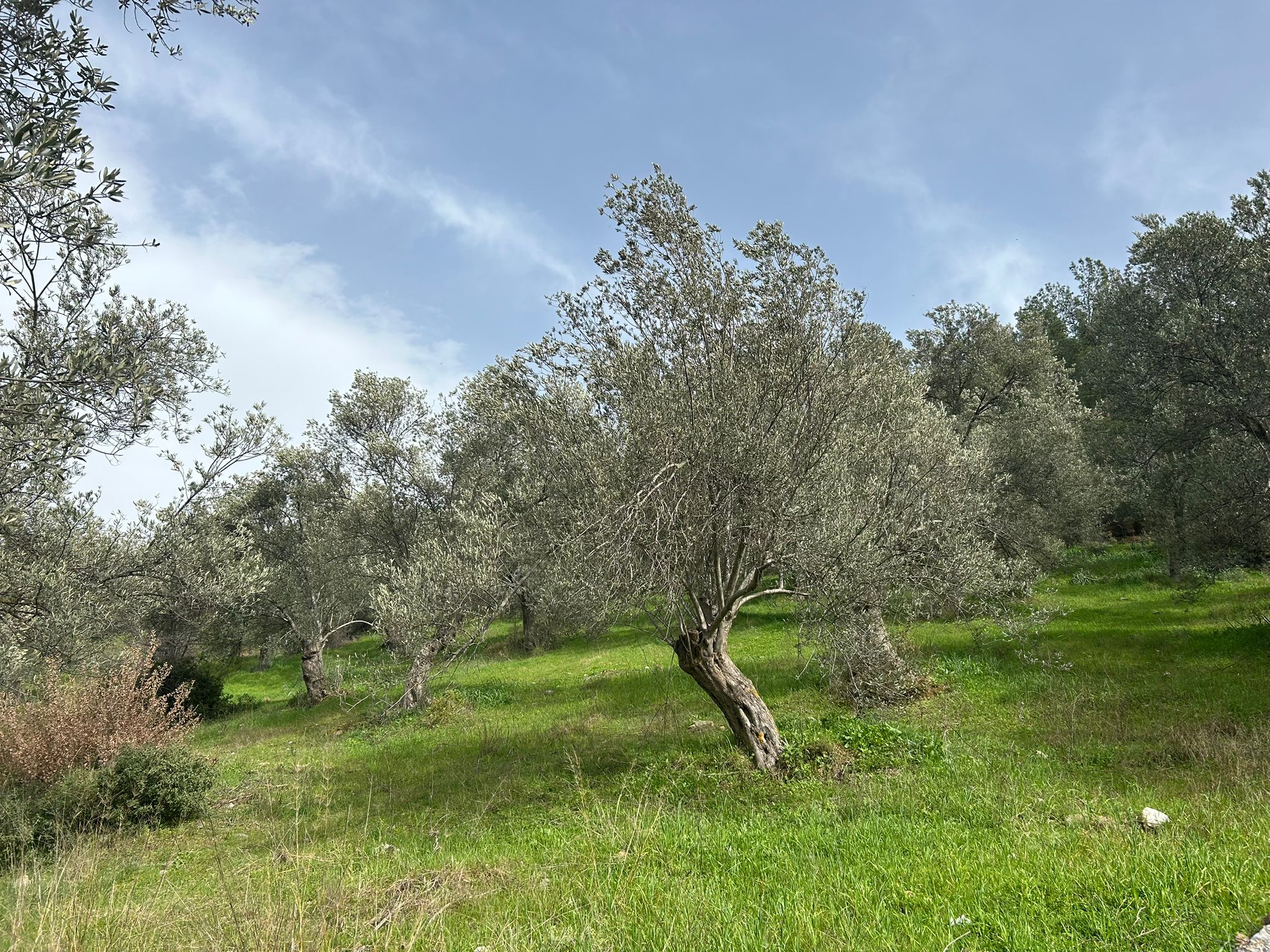 KARAAĞAÇ’TA SATILIK 9.724 M² ZEYTİNLİK, DERMAN KAPLICALARINA 300 Metre