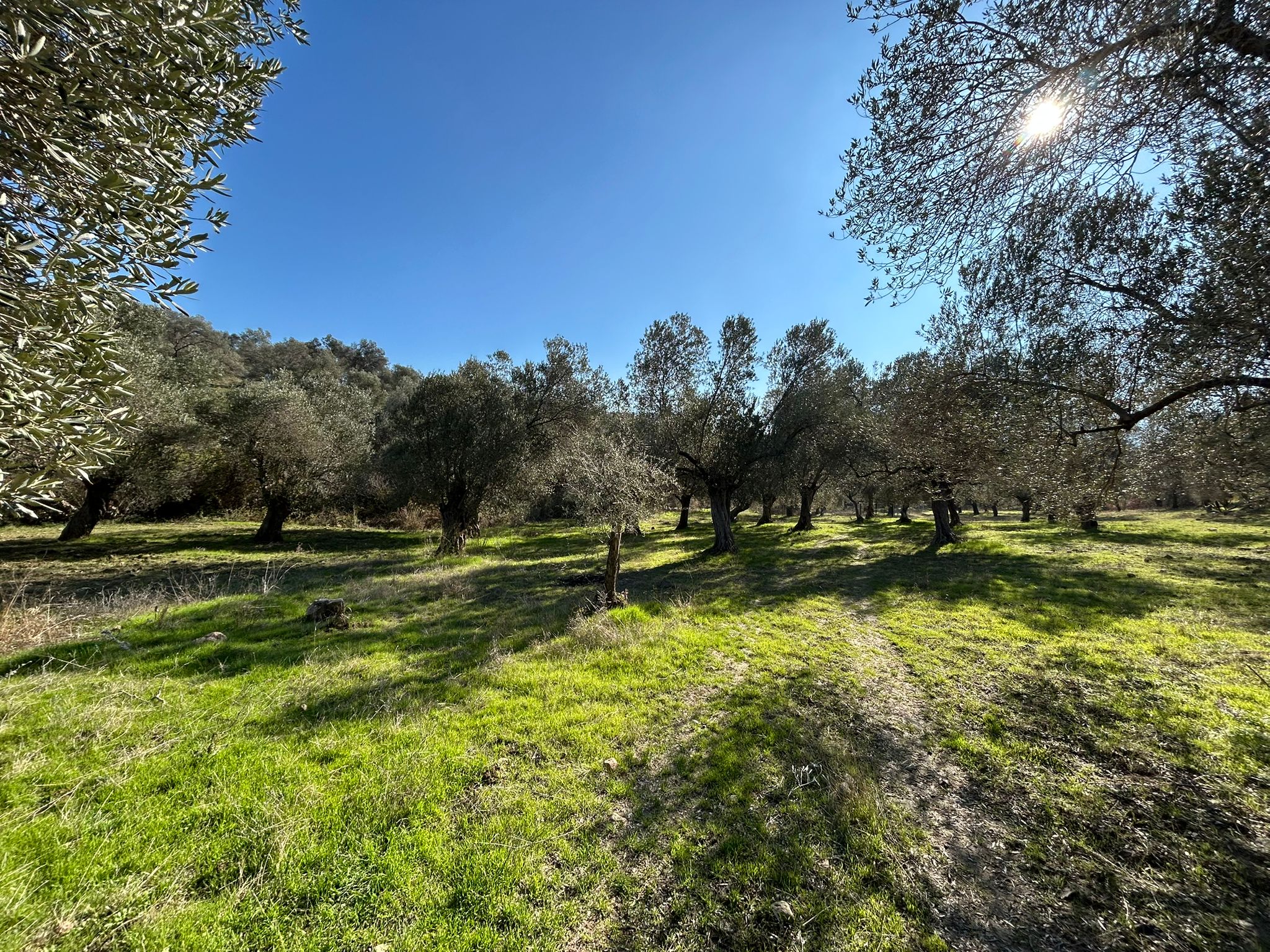 İNÖNÜ'DE SATILIK 1 DÖNÜM FIRSAT ZEYTİNLİK