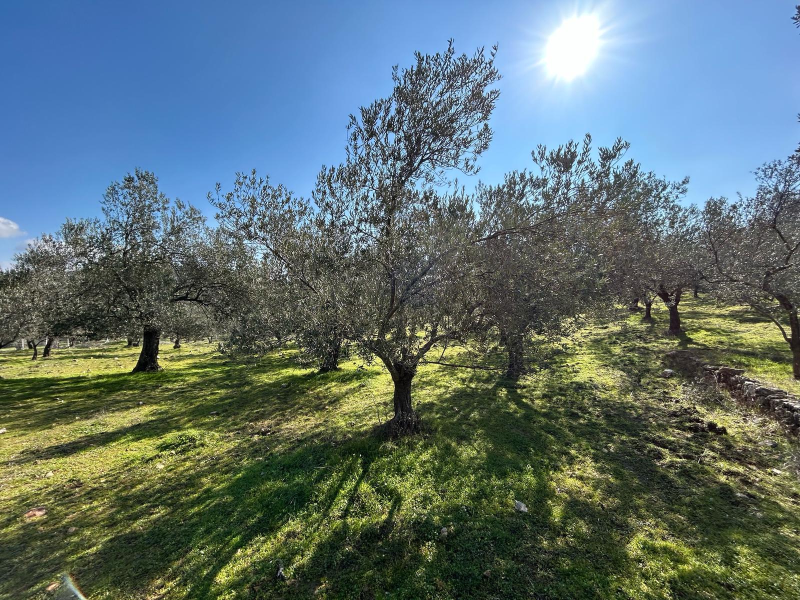 DERELİ'DE SATILIK 9939 M2 ANAYOL CEPHELİ ZEYTİNLİK