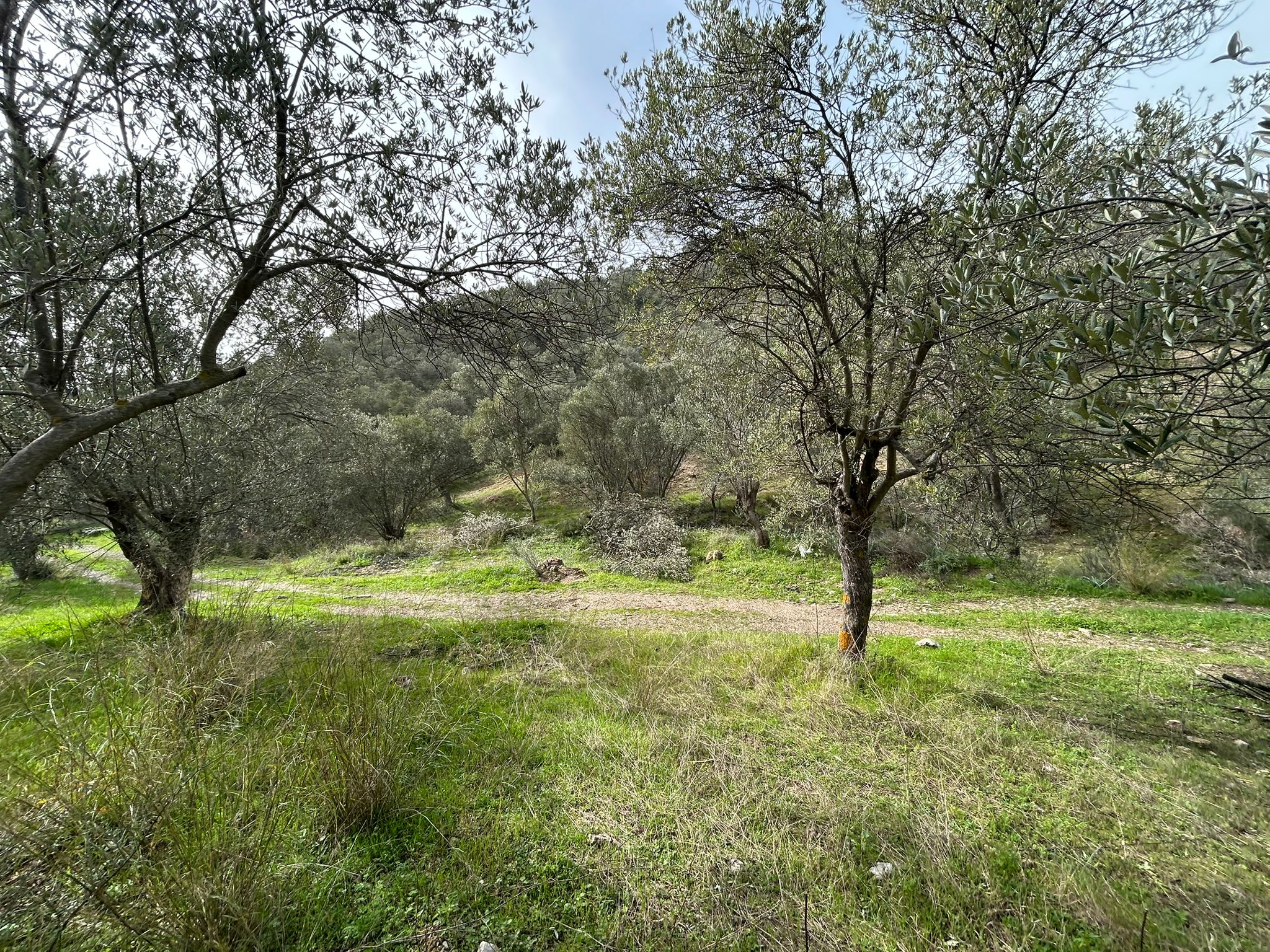 KARAAĞAÇ’TA SATILIK 9.724 M² ZEYTİNLİK, DERMAN KAPLICALARINA 300 Metre