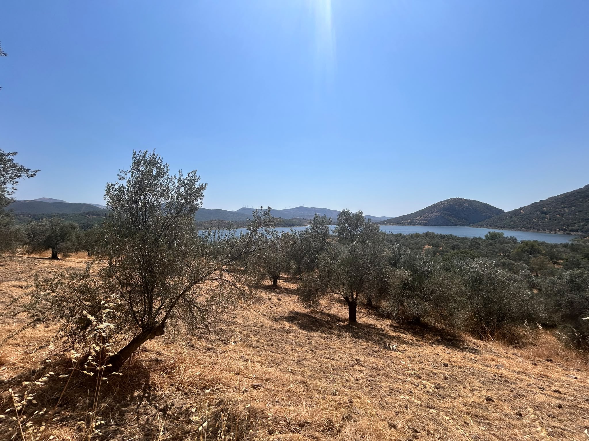 HAVRAN SARNIÇ’TA FULL GÖL MANZARALI SATILIK 3183 M2 ZEYTİNLİK