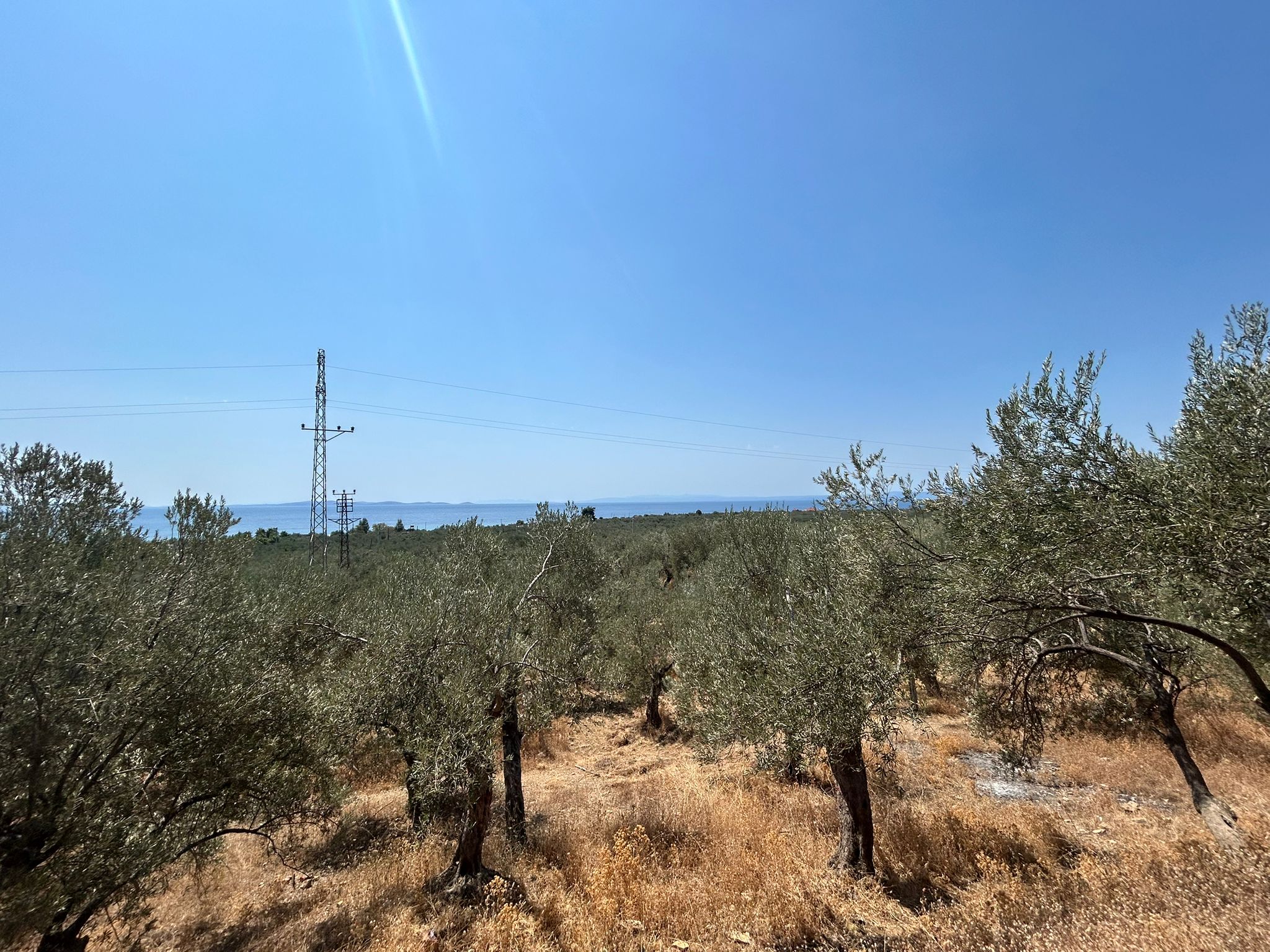 Asos 'ta 350 M2 Satılık Zeytinlik