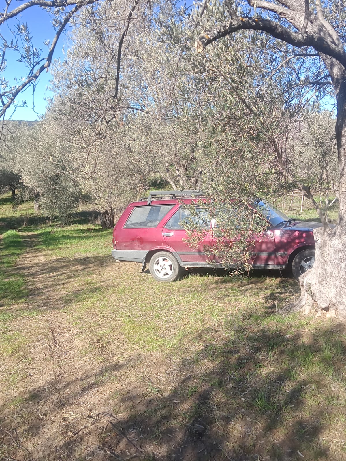 Sarnıç'ta 2,5 Dönüm Satılık Zeytinlik